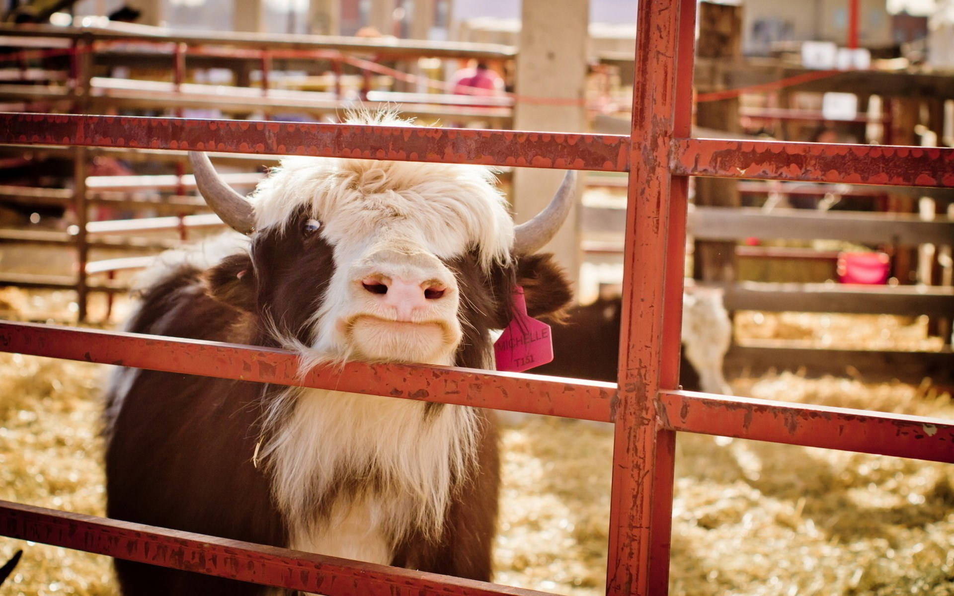 Cute Cow 桌布 壁紙 — 一頭好奇的棕白色氂牛，長著彎曲的角，透過陽光普照的穀倉裡生鏽的紅色金屬柵欄窺視。