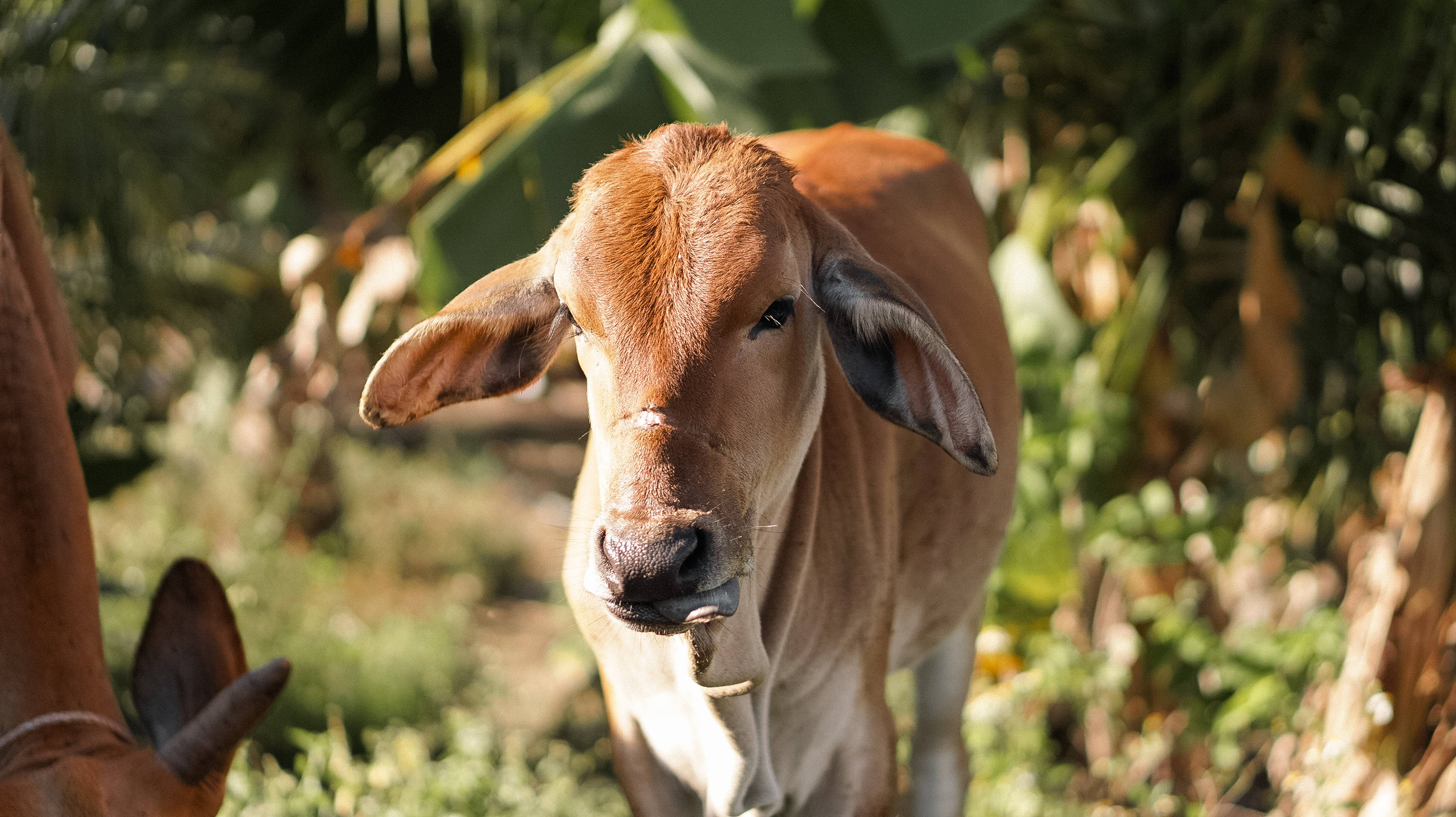 Cute Cow 桌布 壁紙 — 一頭好奇的棕色小牛，長著大耳朵，在沐浴在溫暖陽光下的茂密綠葉中直視鏡頭。
