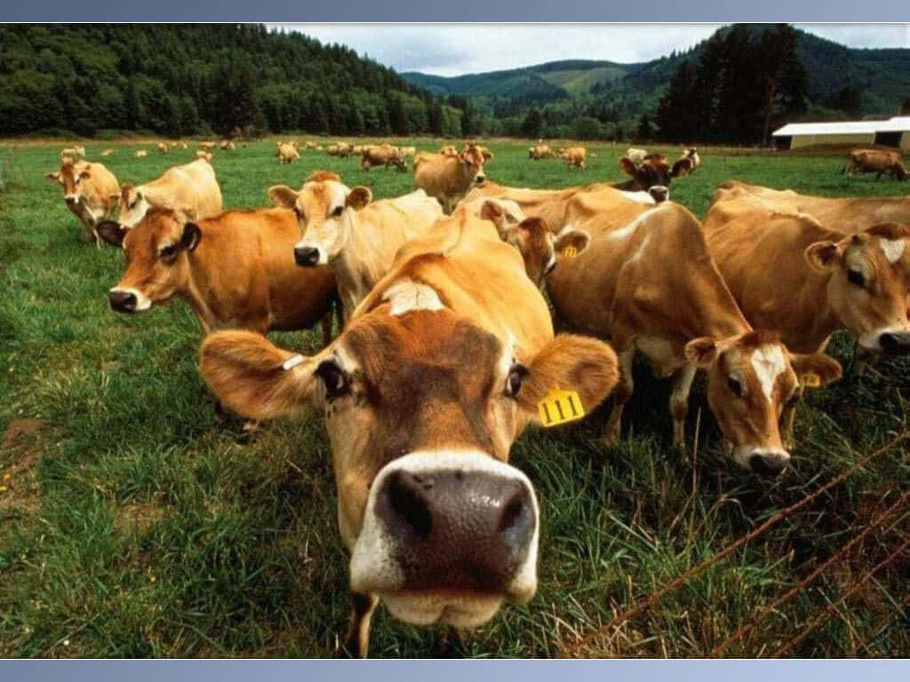 Farm Animal 桌布 壁紙 — 一頭好奇的棕色牛，帶有黃色耳標，從一片茂密的綠色牧場直視鏡頭，背景有起伏的山丘和遠處的穀倉。