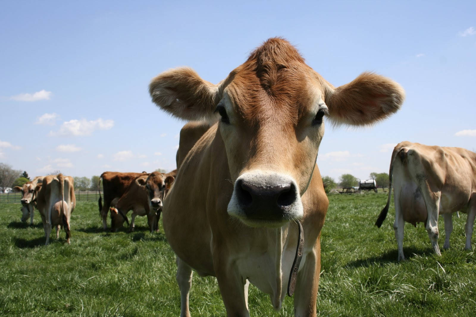 farm animals 桌布 壁紙 — 一頭好奇的棕色牛在陽光明媚的綠色牧場上直視鏡頭，其他牛在晴朗的藍天下吃草。