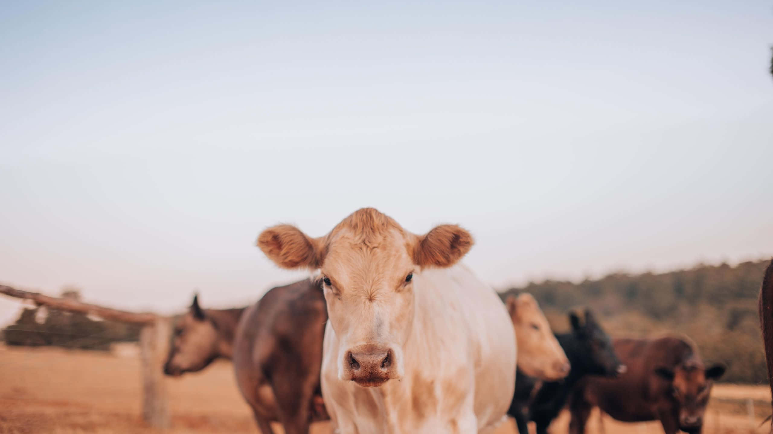 Aesthetic Cow 桌布 壁紙 — 一頭好奇的淺棕色小牛在黃金時段直接凝視鏡頭，站在有圍欄的牧場上，旁邊有其他牛隻。