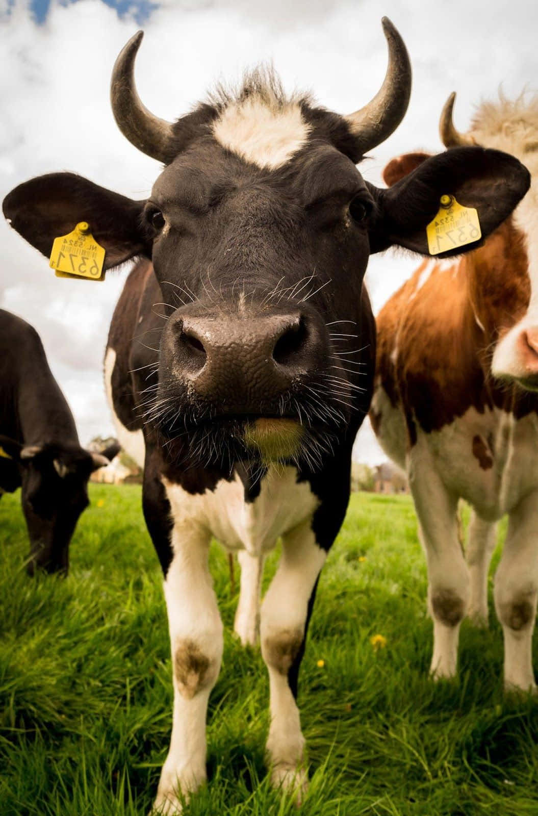 Farm Animal 桌布 壁紙 — 一頭好奇的黑白相間乳牛，長著彎曲的角和耳標，在多雲的天空下，在茂密的綠色牧場上直視鏡頭。