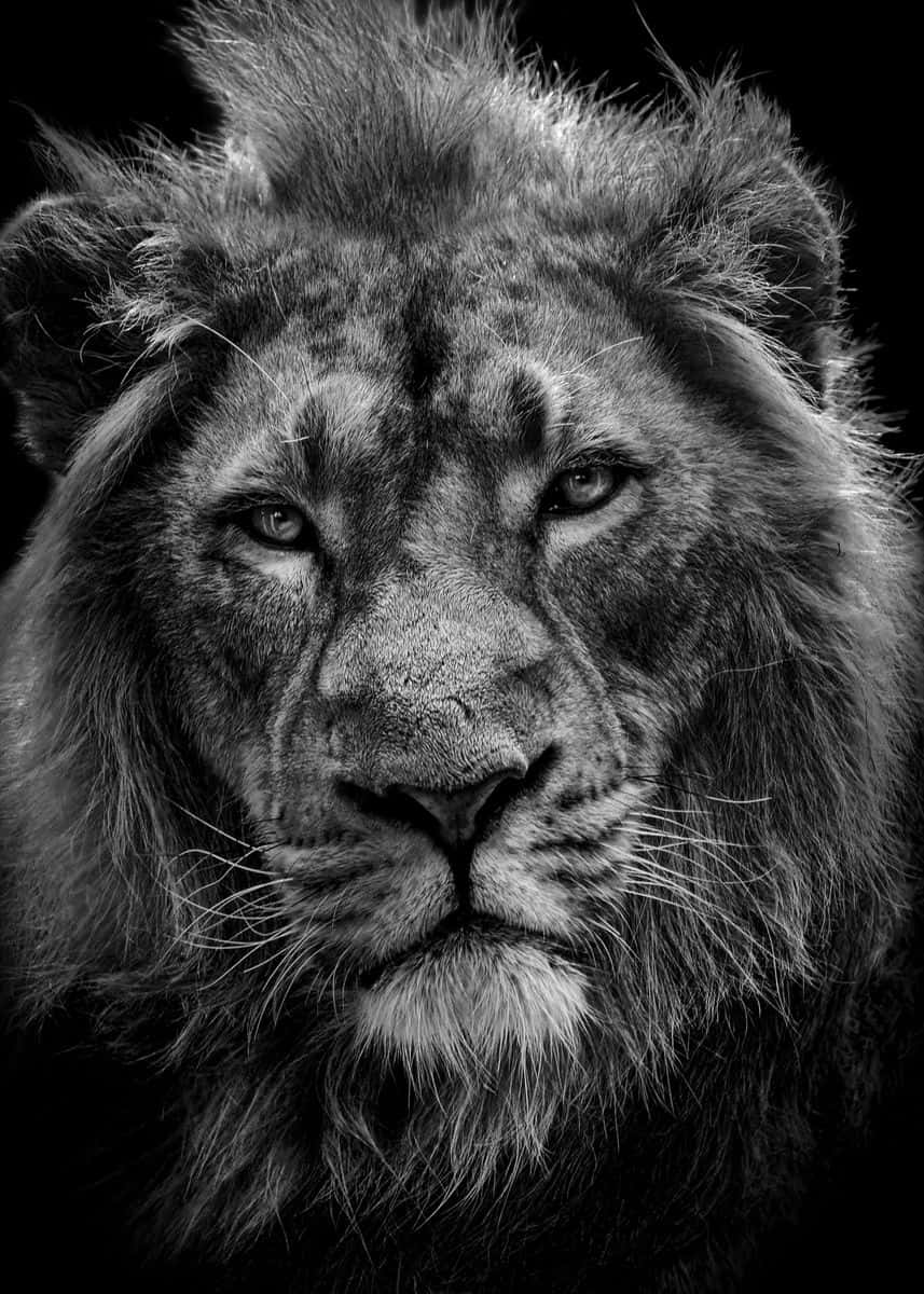 Lion King Scar 桌布 壁紙 — 一頭威嚴獅子的強烈目光，在純黑色背景下以戲劇性的黑白畫面填滿整個畫面。