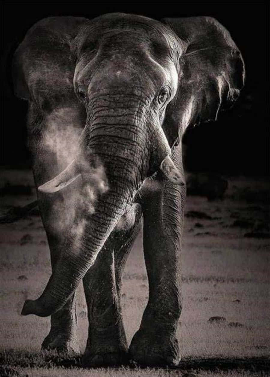 Cute Elephant 桌布 壁紙 — 一頭威嚴的大象以單色呈現，在黑暗背景下用象鼻噴灑灰塵。