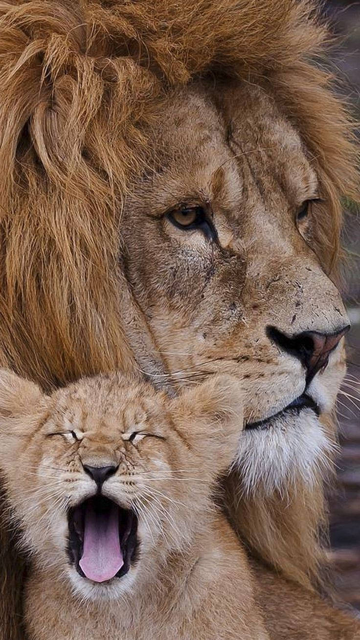 Baby Lion 桌布 壁紙 — 一頭威嚴的成年雄獅平靜地凝視，而一隻頑皮的幼獅在他面前張大嘴巴打哈欠。