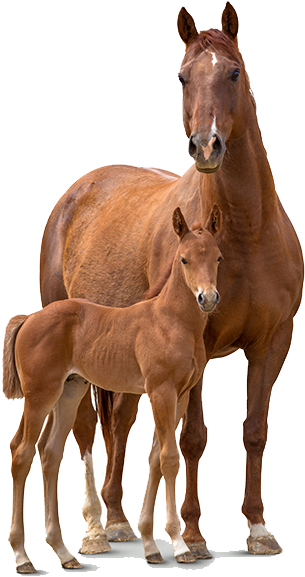 horses 桌布 壁紙 — 一頭威嚴的栗色母馬在純白背景下保護性地站在她的小馬駒旁邊。