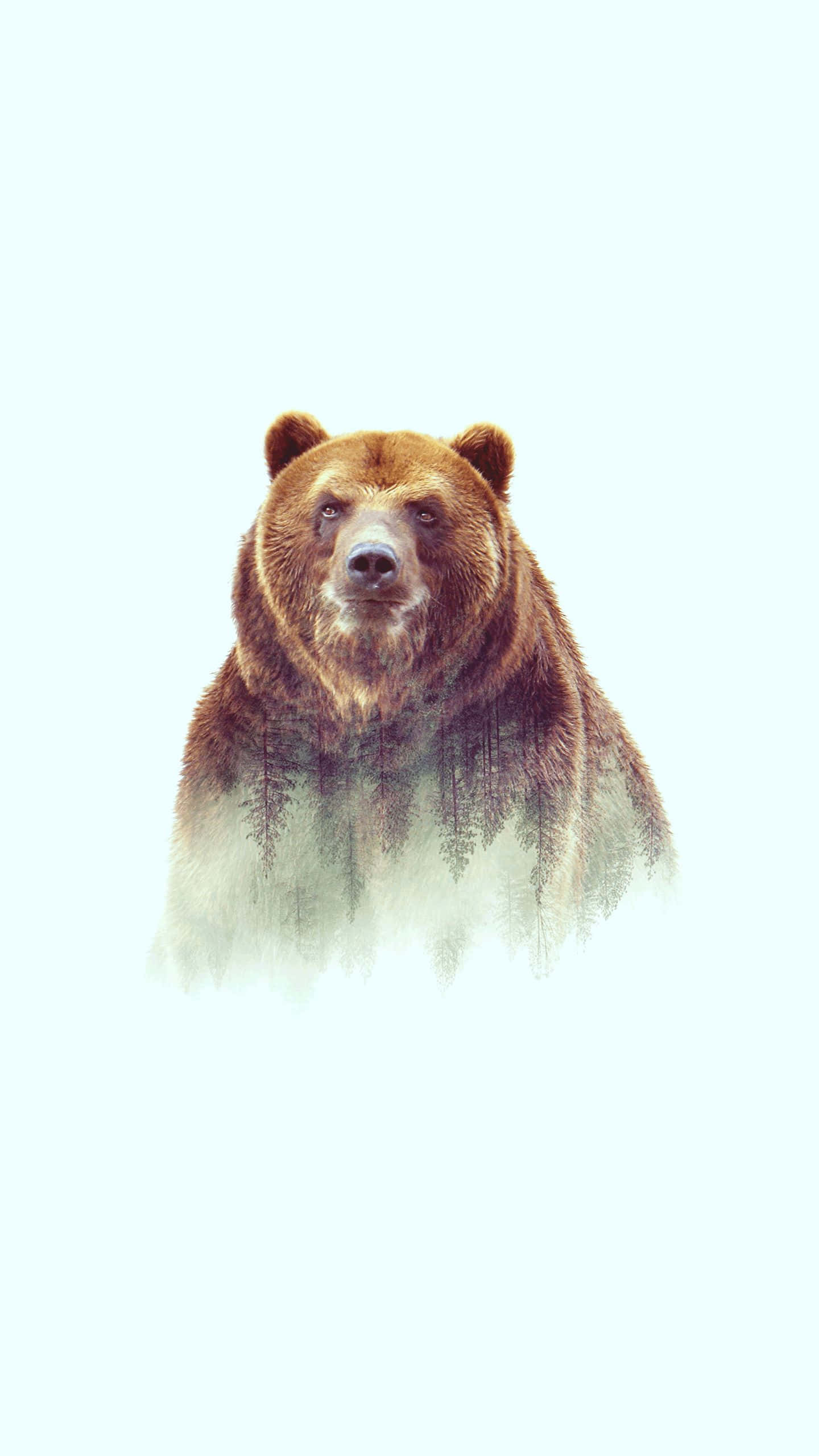 Aesthetic Animals 桌布 壁紙 — 一頭威嚴的棕熊在柔和的淡藍色背景下，用銳利的眼神向前凝視。