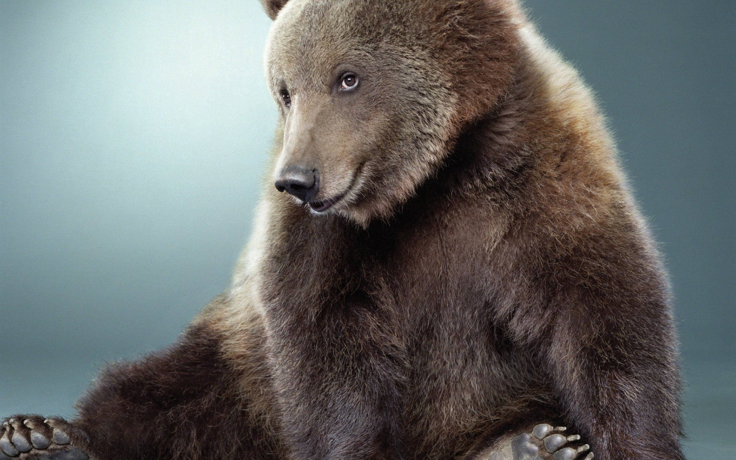 Cute Bear 桌布 壁紙 — 一頭威嚴的棕熊在柔和的漸變背景前平靜地坐著，眼神銳利。