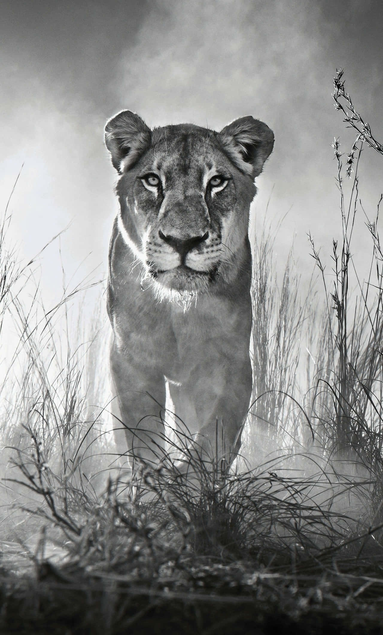 Black And White Lion 桌布 壁紙 — 一頭威嚴的母獅從霧氣籠罩的草叢中現身，眼神銳利，構成單色野生動物肖像。