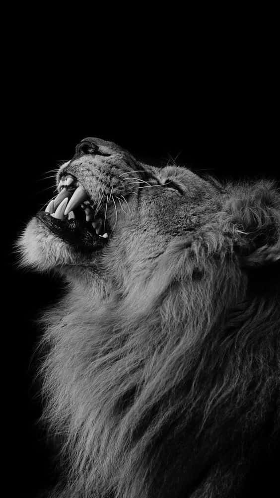 Black And White Lion 桌布 壁紙 — 一頭威嚴的獅子在純黑背景上以強烈黑白對比咆哮，氣勢磅礡。