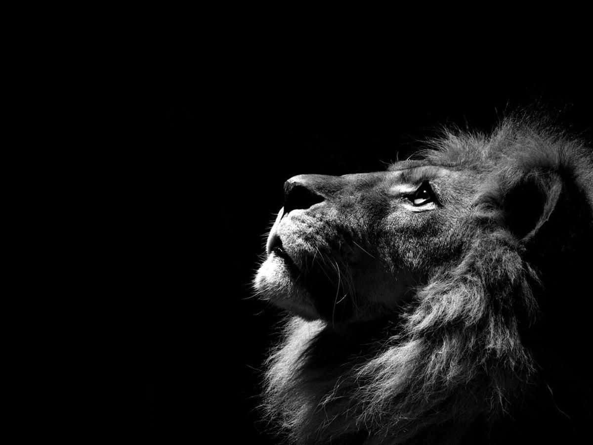 Black Lion 桌布 壁紙 — 一頭威嚴的獅子頭部，以戲劇性的黑白風格呈現，在漆黑的背景上被照亮，用銳利的眼睛向上凝視。
