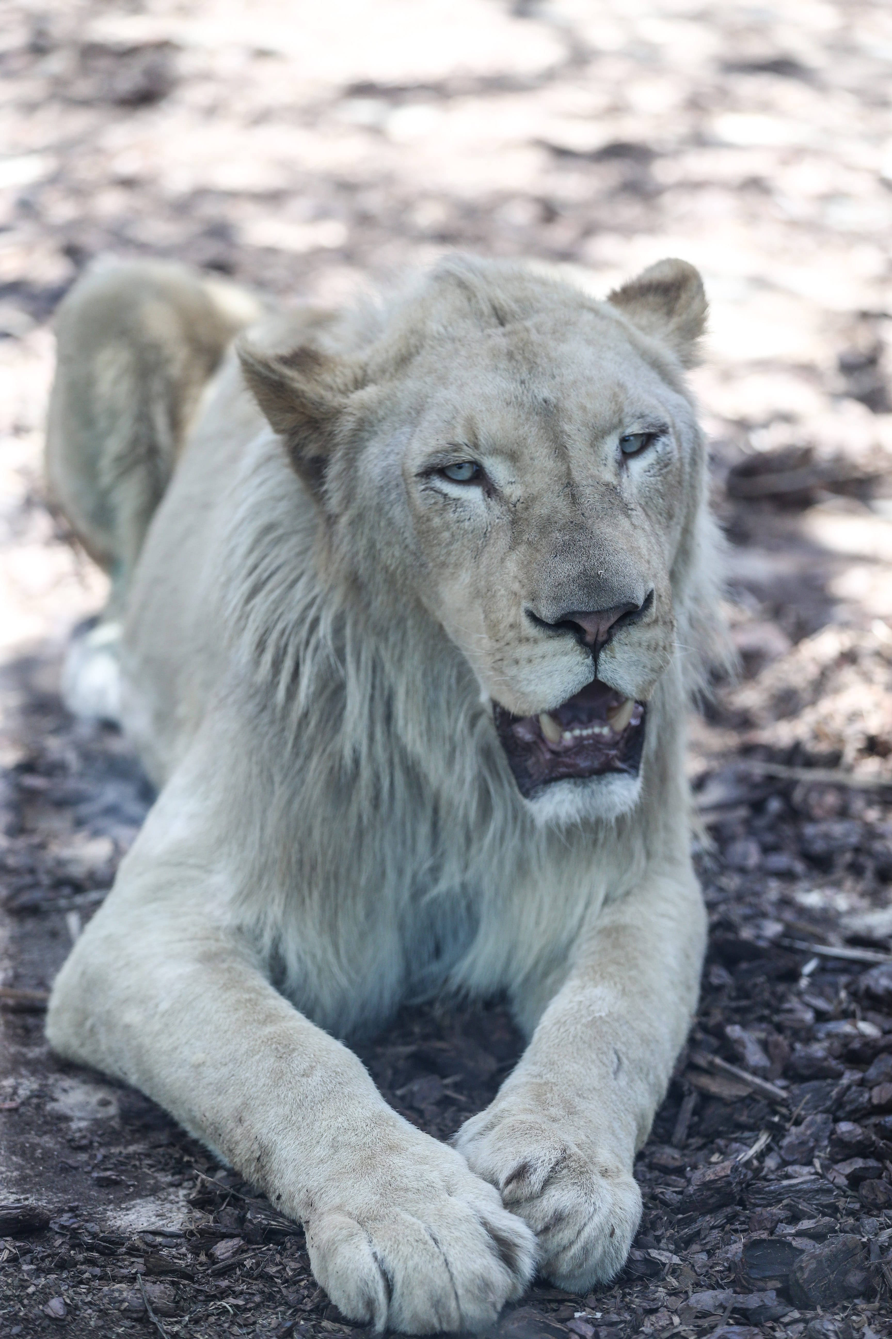 White Lion 桌布 壁紙 — 一頭威嚴的白獅在陽光斑駁的土地上休息，目光平靜，嘴巴微張露出牙齒。