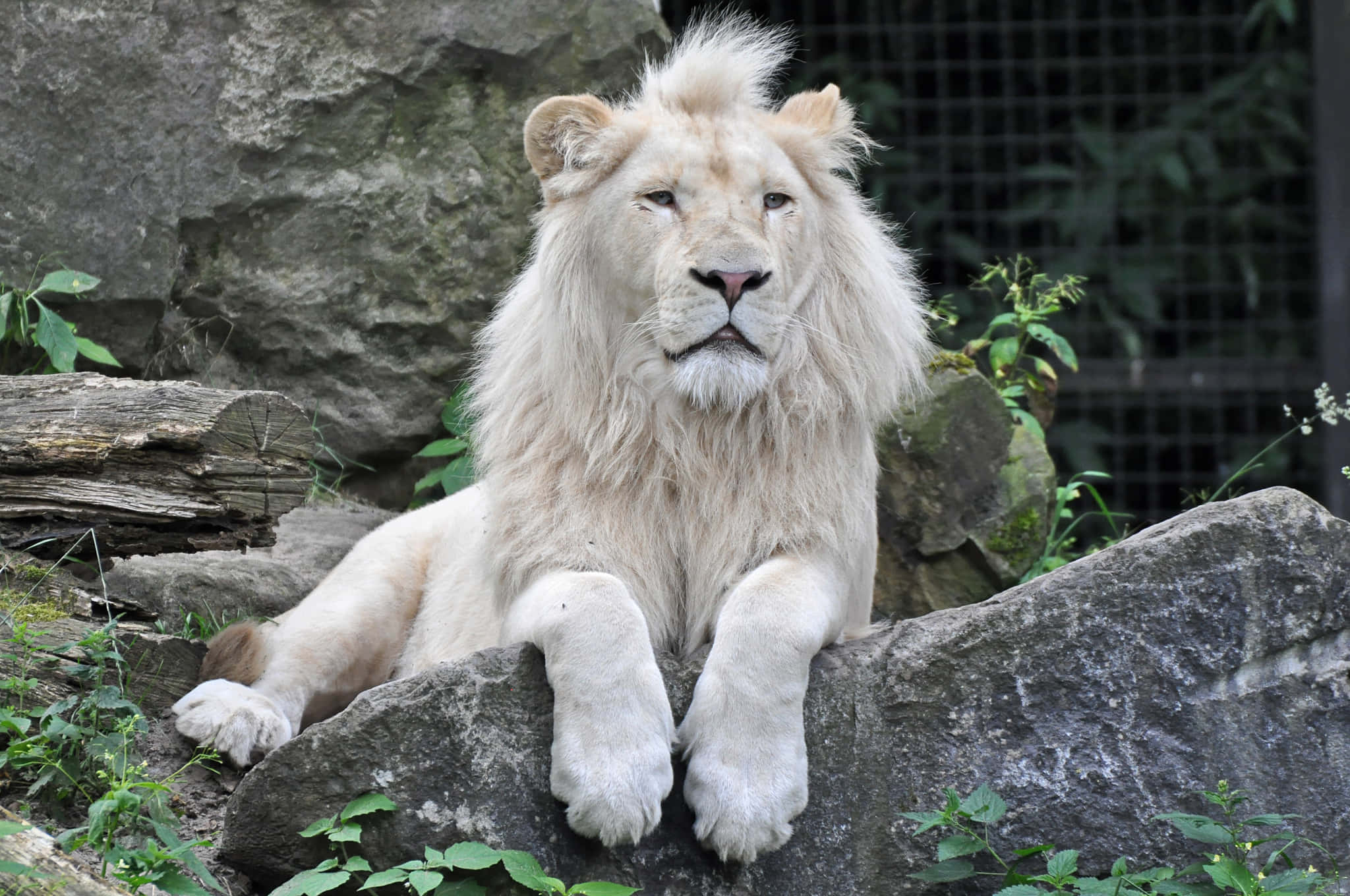 Lions 桌布 壁紙 — 一頭威嚴的白獅子王者般棲息在長滿苔蘚的岩石上，周圍是翠綠的樹葉和堅固的石頭。