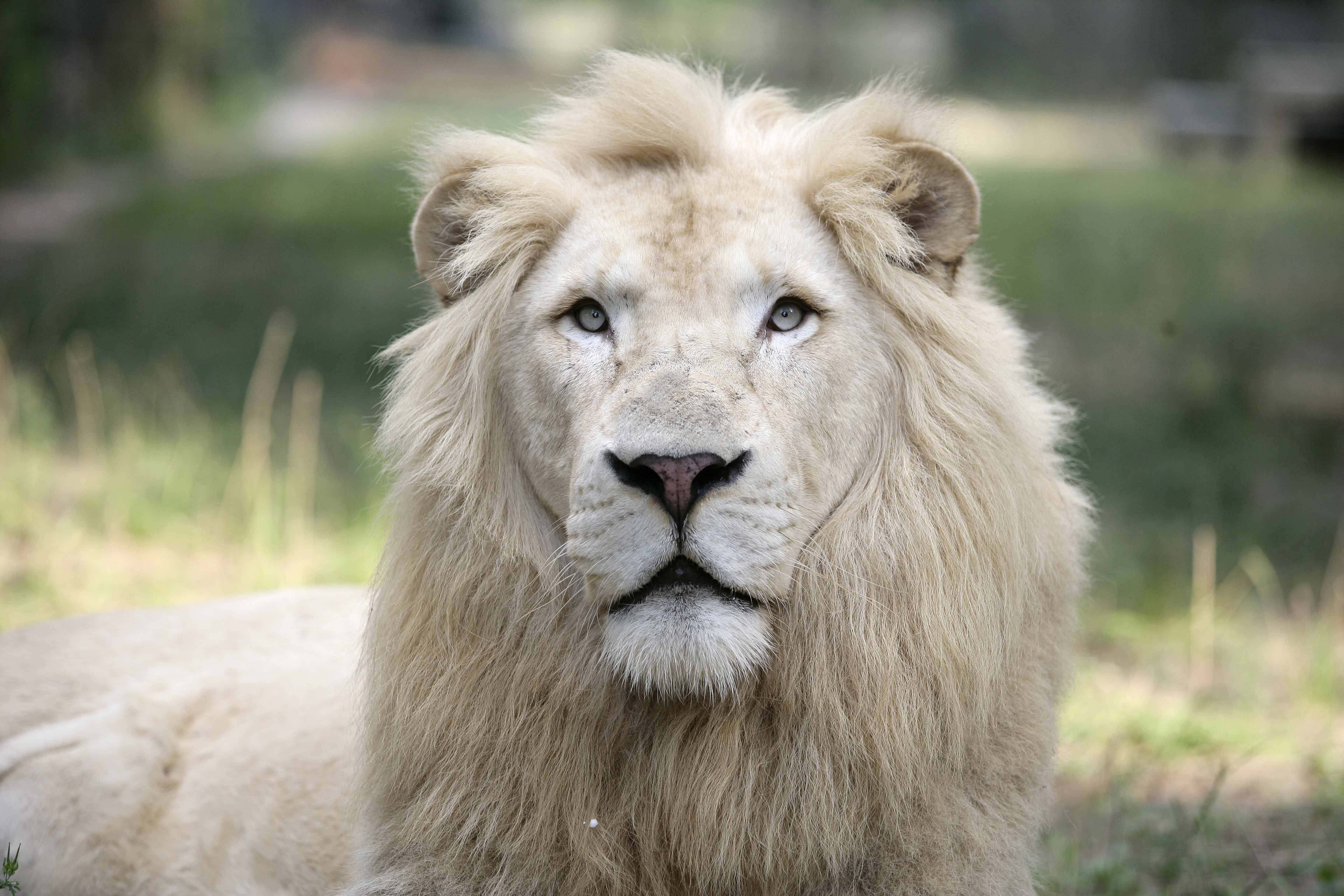White Lion 桌布 壁紙 — 一頭威嚴的白色雄獅，用銳利的藍色眼睛直視陽光普照的草地上的相機。