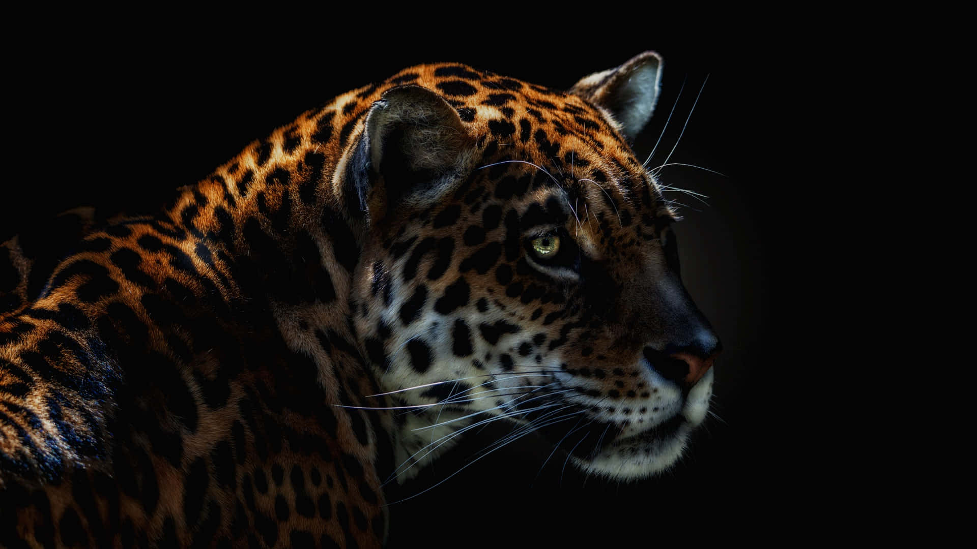 Jaguar 桌布 壁紙 — 一頭威嚴的美洲豹側面輪廓，金色眼睛在純黑背景中閃耀。