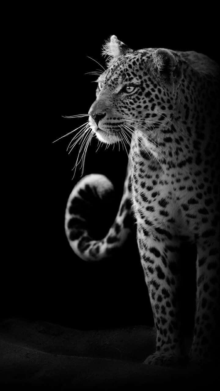 Black And White Animal 桌布 壁紙 — 一頭威嚴的豹子以鮮明的黑白對比站在虛無的背景前，其斑點皮毛和捲曲的尾巴清晰可見。
