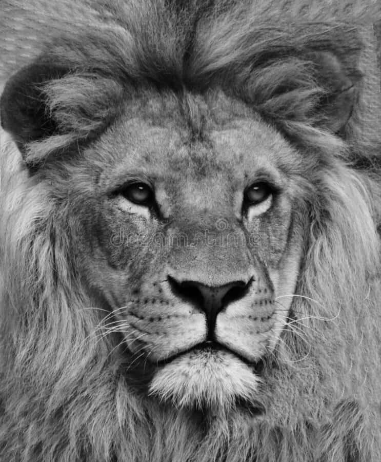 Black And White Lion 桌布 壁紙 — 一頭威嚴的雄性獅子在引人注目的黑白特寫肖像中，用銳利的眼睛專注地凝視。