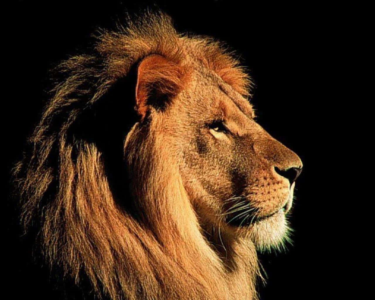 Lion Face 桌布 壁紙 — 一頭威嚴的雄獅側面，被溫暖的光線照亮，在純黑背景下展現細緻的毛髮和王者般的表情。