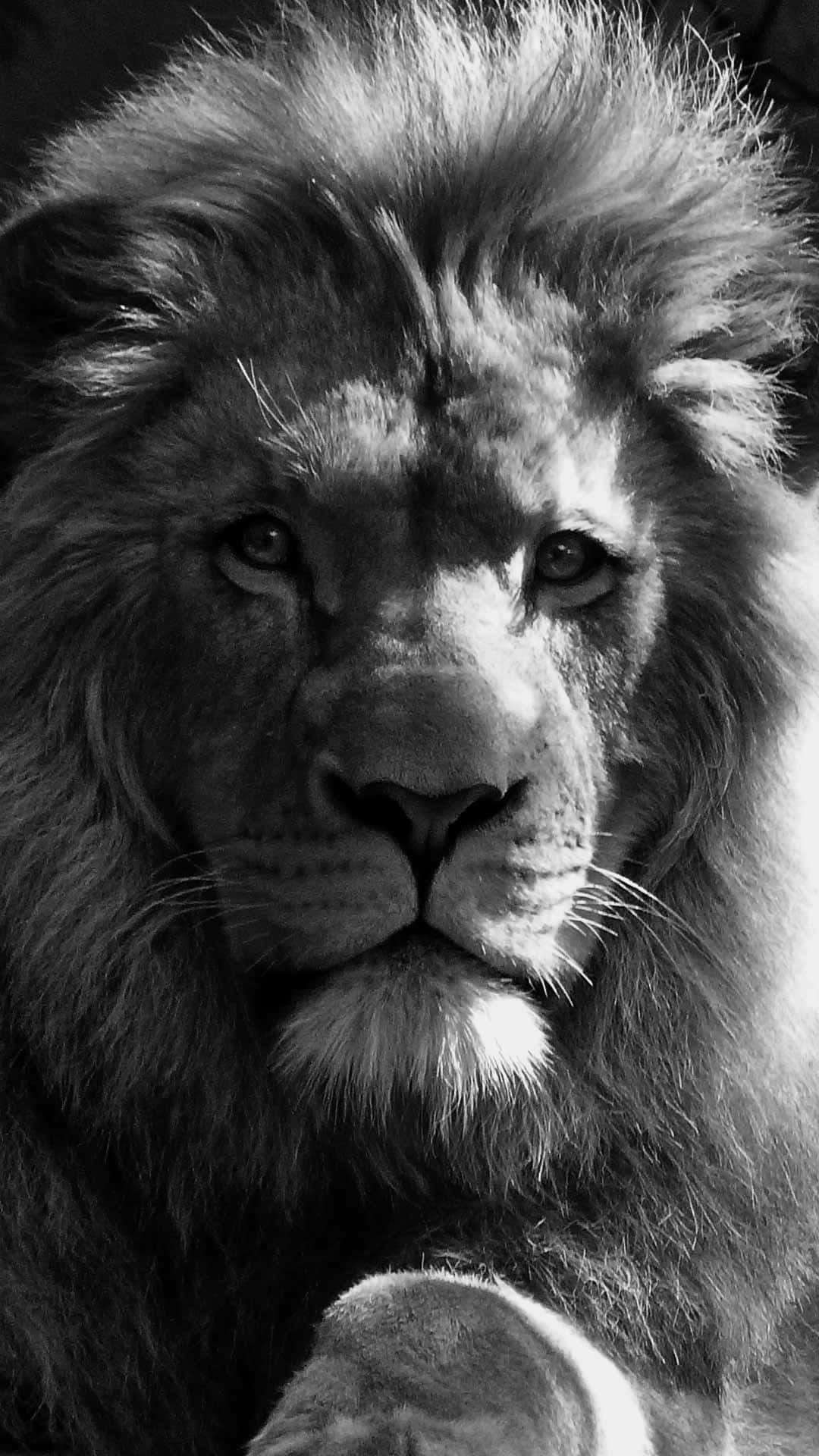 Black And White Lion 桌布 壁紙 — 一頭威嚴的雄獅在戲劇性的黑白特寫肖像中，用銳利的眼神凝視著。