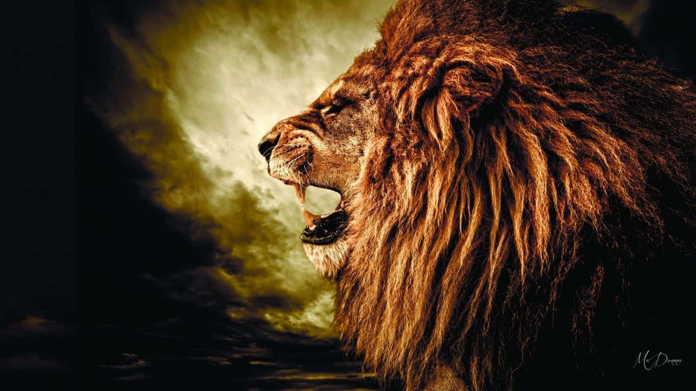 Roaring Lion 桌布 壁紙 — 一頭威嚴的雄獅對著戲劇性的金色天空咆哮，身後有烏雲翻滾。