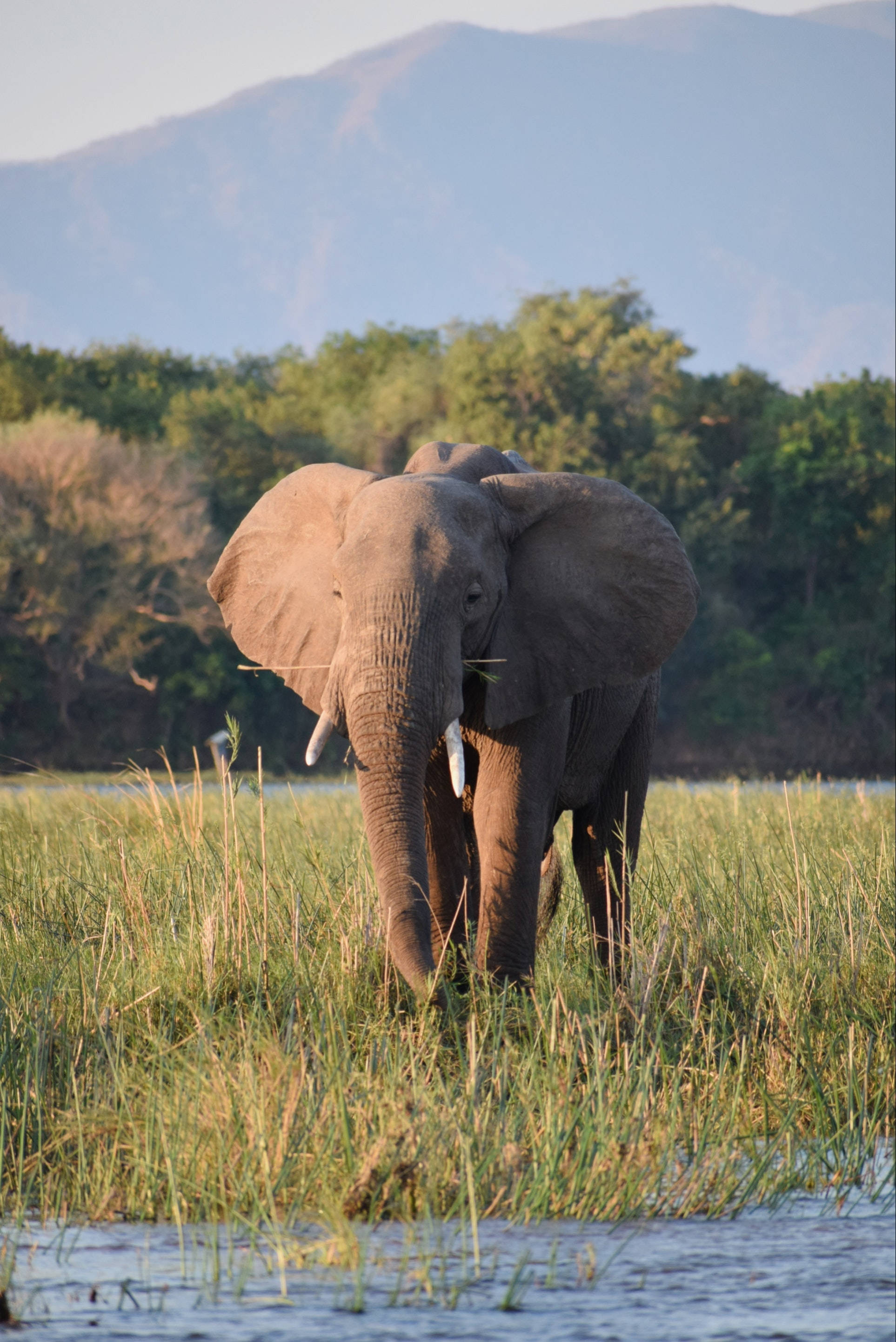 Elephant iPhone 桌布 壁紙 — 一頭威嚴的非洲象穿過水邊的高草，背景是朦朧的山巒。
