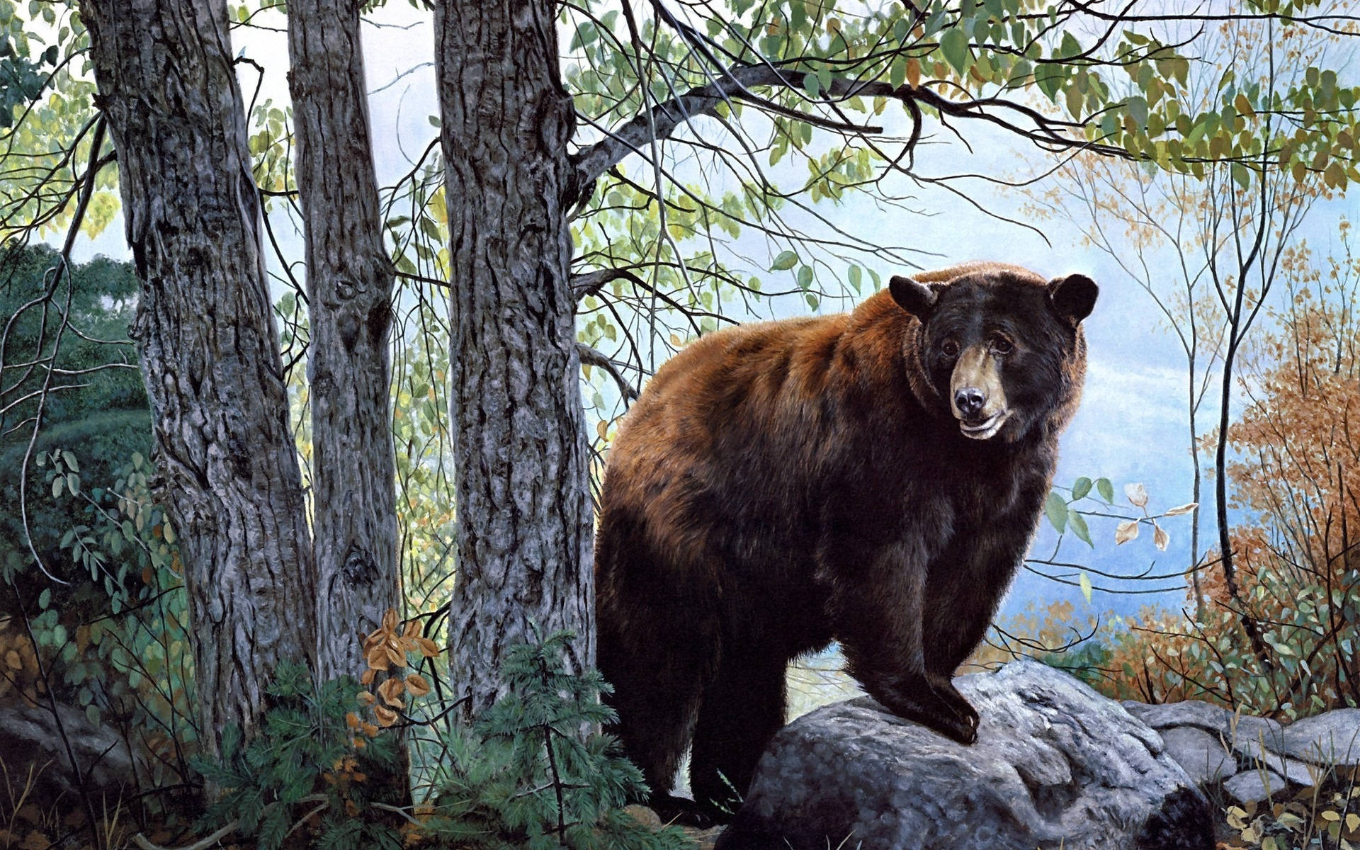 Cute Brown Bear 桌布 壁紙 — 一頭威嚴的黑熊警覺地站在長滿苔蘚的岩石上，周圍是秋日樹木，金黃的樹葉和斑駁的陽光穿過樹枝灑落。