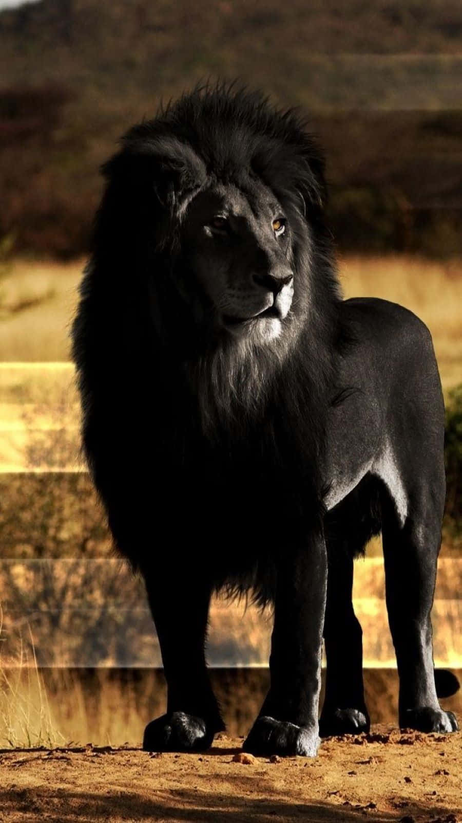 Black Lion 桌布 壁紙 — 一頭威嚴的黑色雄獅站在金色的稀樹草原光線中，擁有王者般的鬃毛和銳利的琥珀色眼睛。