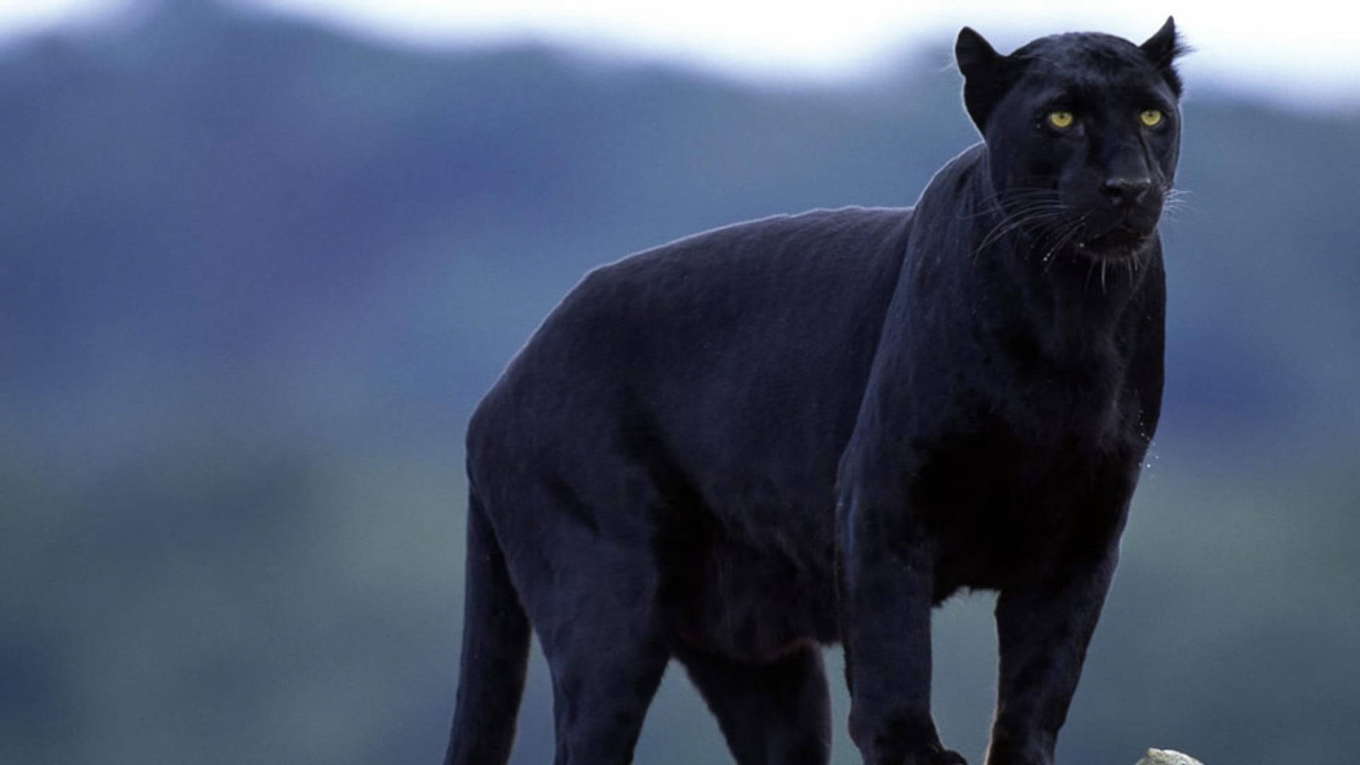 panther 桌布 壁紙 — 一頭威嚴的黑豹在岩石露頭上警覺地站立，背景是霧氣繚繞的山巒，黃色眼睛銳利有神。