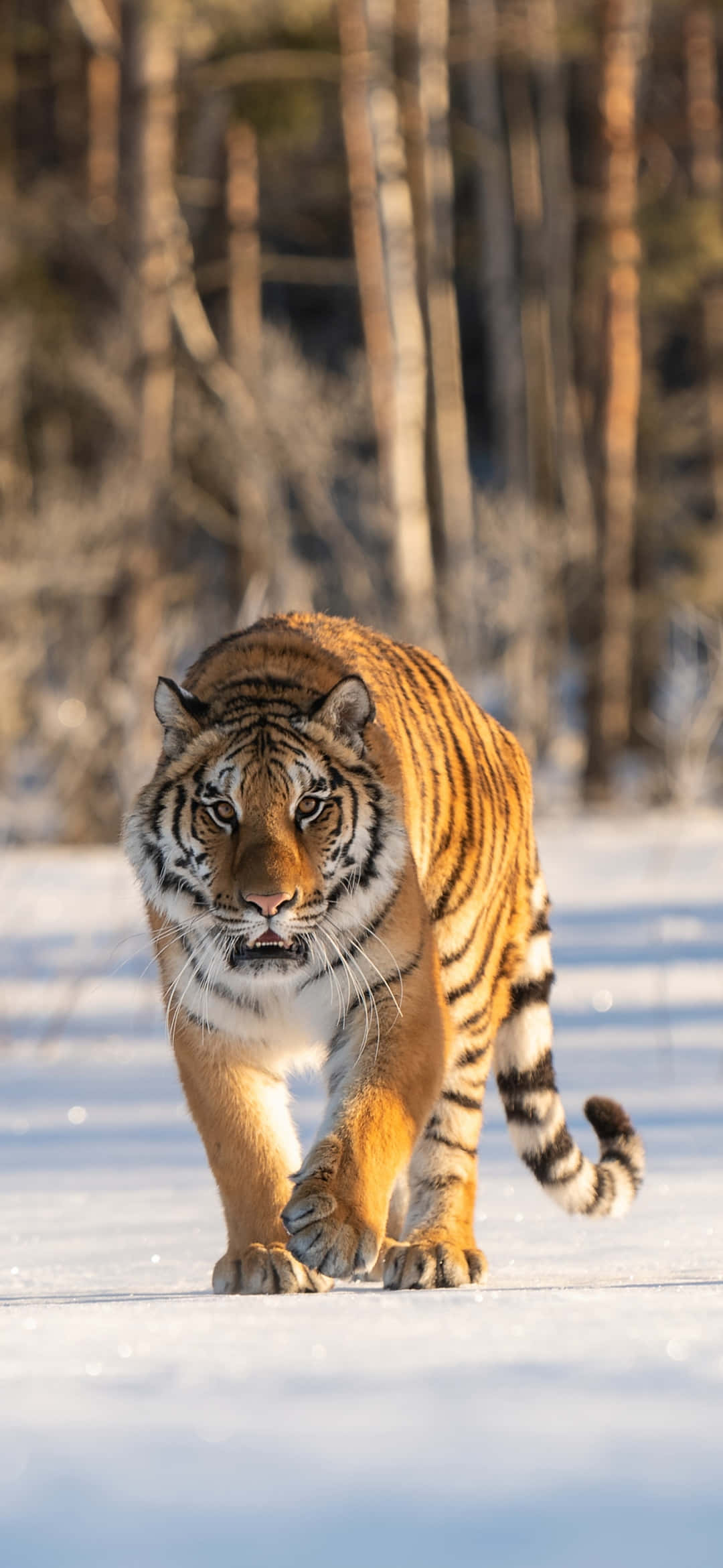 Tiger Phone 桌布 壁紙 — 一頭威猛的老虎在雪地森林中強而有力地行走，背景是光禿禿的樹木。