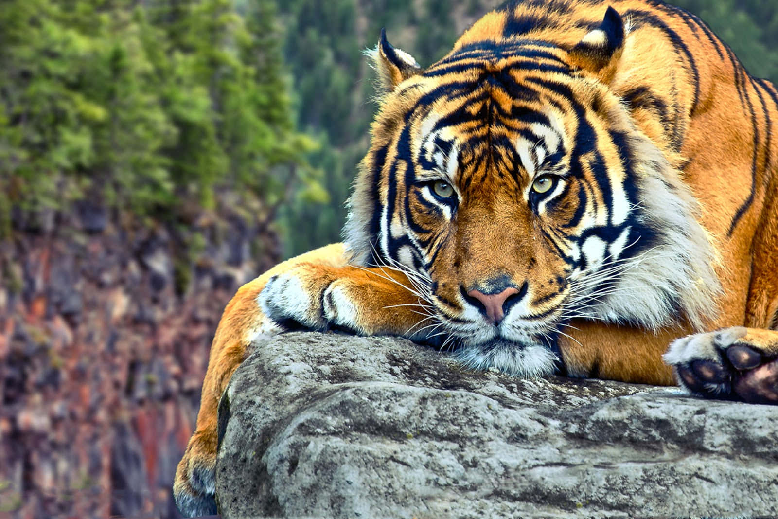 Beautiful Wildlife 桌布 壁紙 — 一頭威猛的老虎將頭擱在岩石上，銳利的綠色眼睛直視前方，背景是模糊的森林。