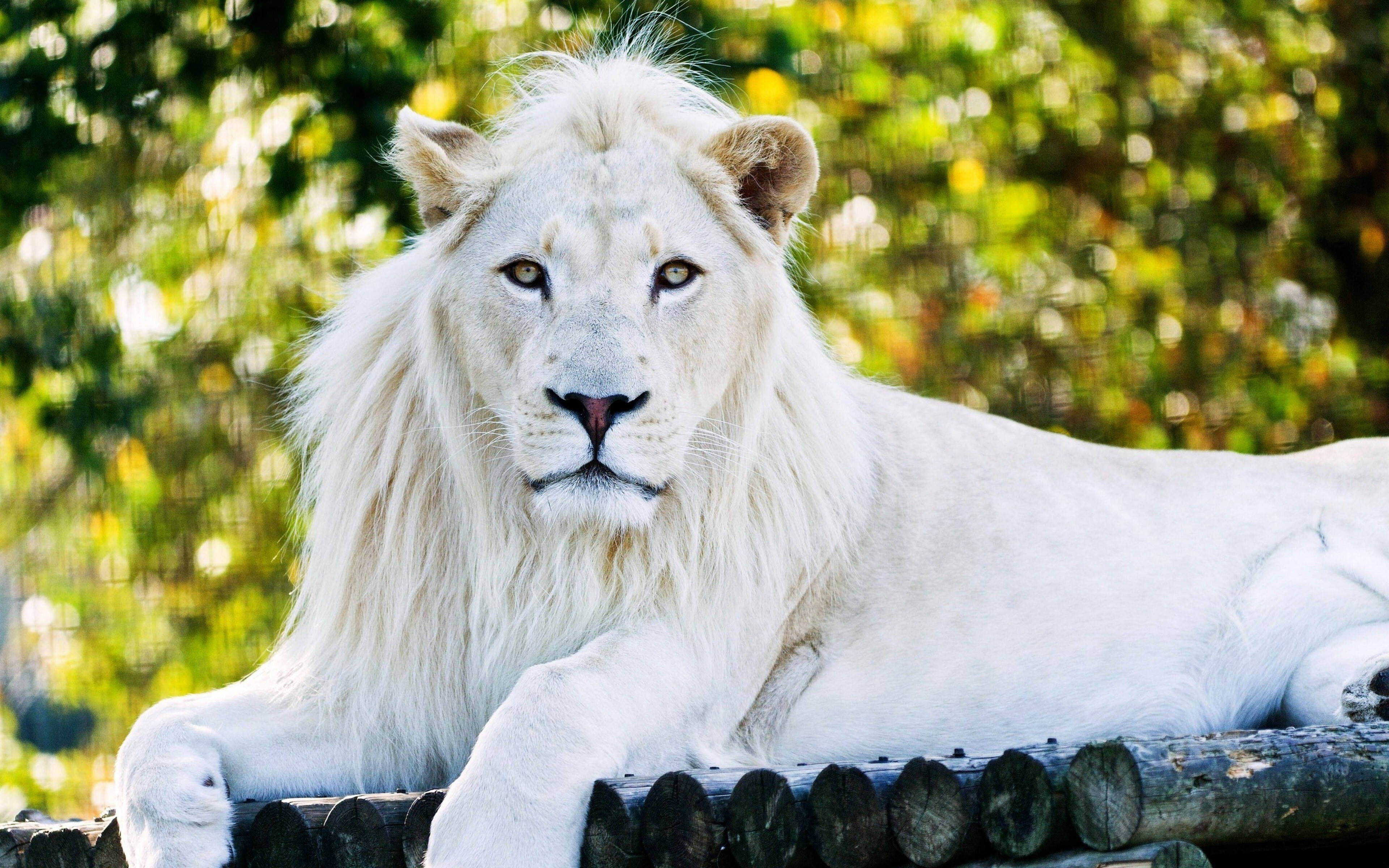 White Lion 桌布 壁紙 — 一頭威風凜凜的白獅子威嚴地躺在木頭上，背後是陽光照射下模糊的綠色樹葉。