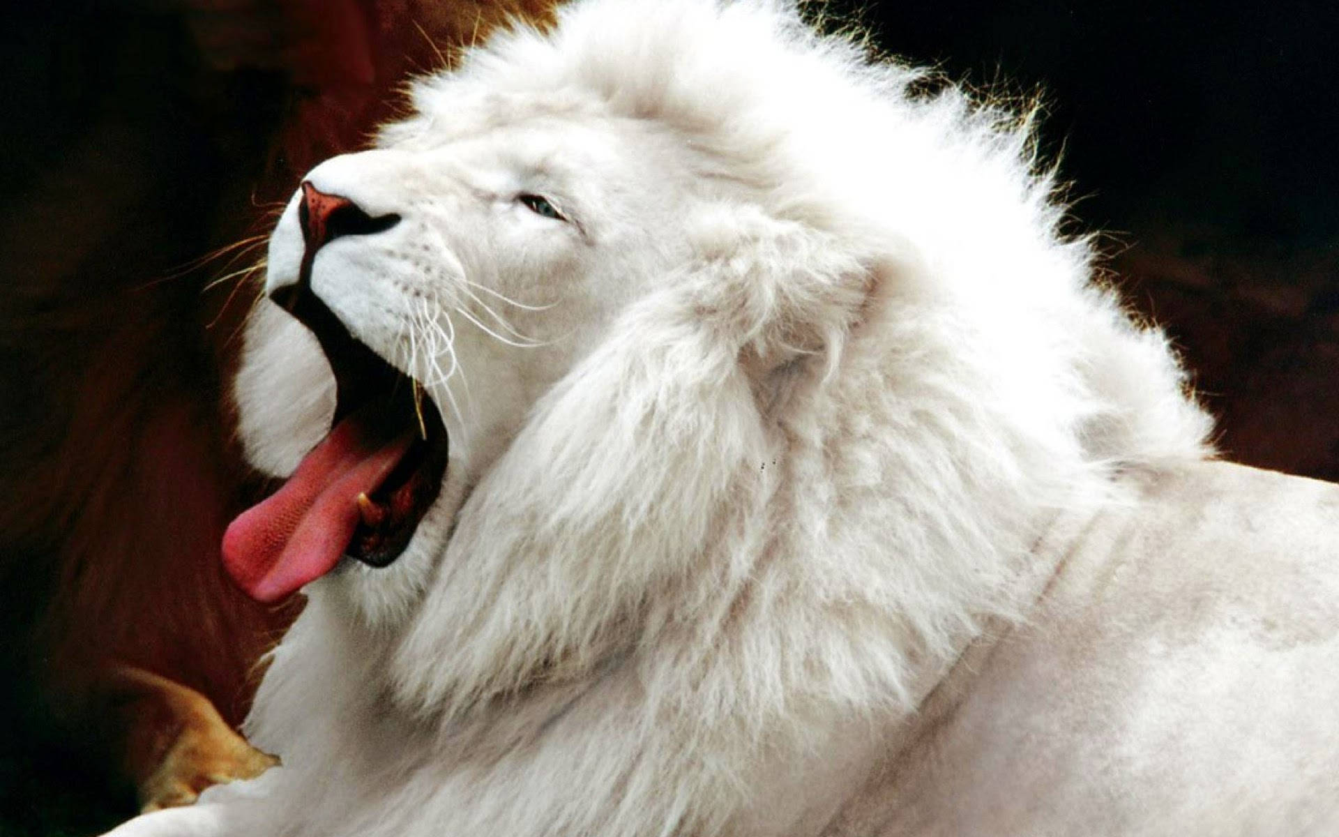 White Lion 桌布 壁紙 — 一頭威風凜凜的白獅子張大嘴巴打呵欠，露出粉紅色的舌頭和鋒利的牙齒，背景是模糊的暗色。