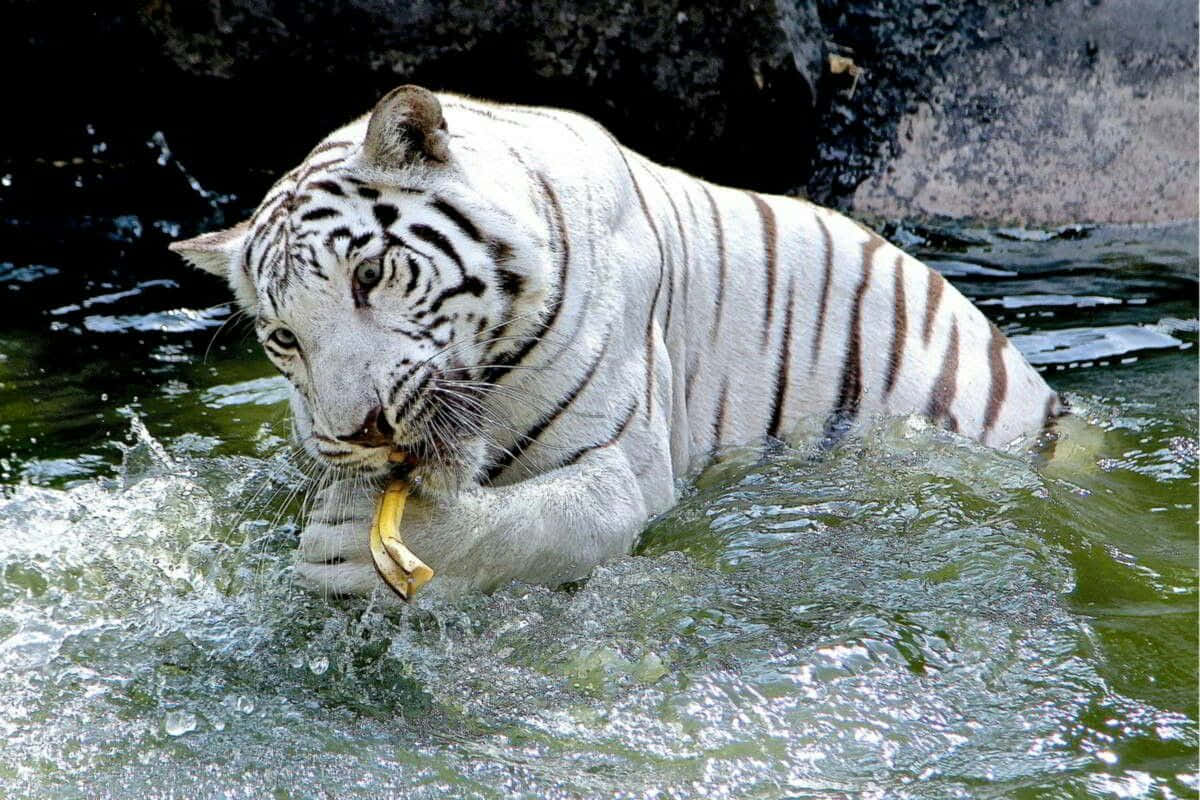 Bengal Tiger 桌布 壁紙 — 一頭威風凜凜的白虎從渾濁的水中冒出，嘴裡叼著一根香蕉，在其強壯的身軀周圍激起飛濺的漣漪。