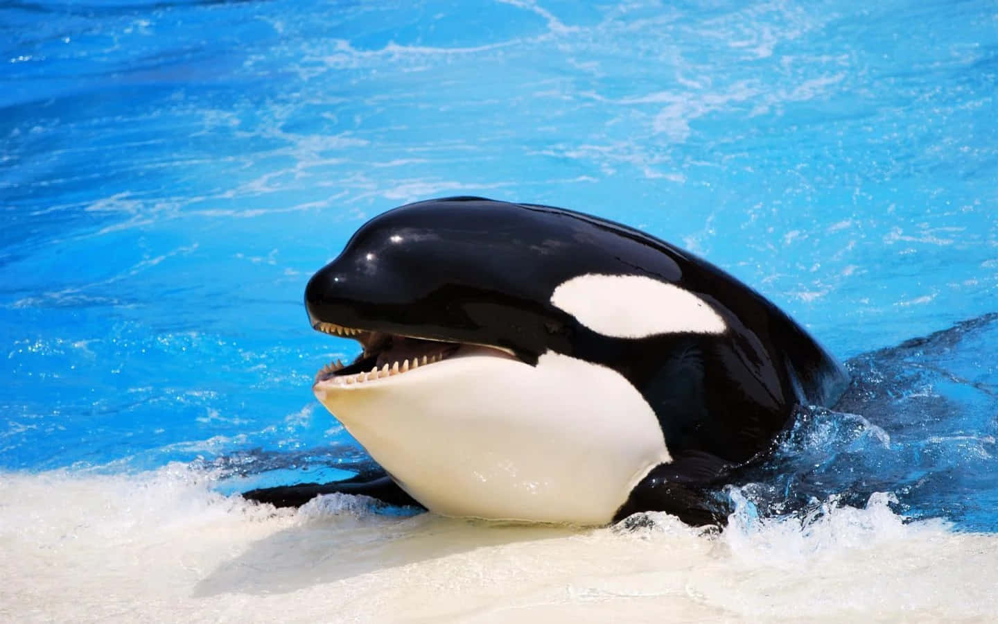 Killer Whale 桌布 壁紙 — 一頭威風凜凜的虎鯨衝破充滿活力的藍色水面，張開嘴巴露出鋒利的牙齒。