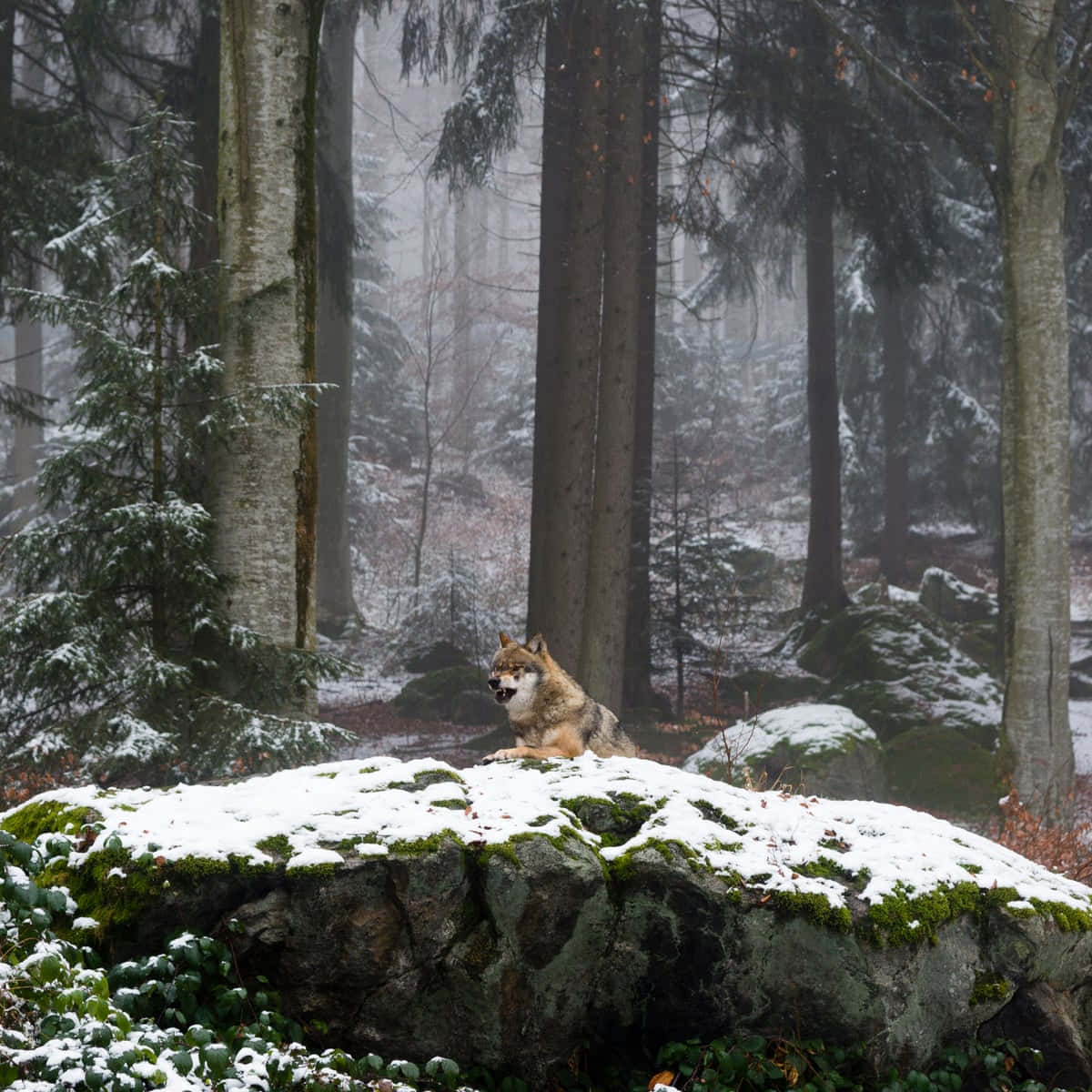 Wolf In Forest 桌布 壁紙 — 一頭孤狼在一片白雪覆蓋、長滿青苔的石頭上休息，四周是迷霧籠罩的冬季森林，樹木高聳。