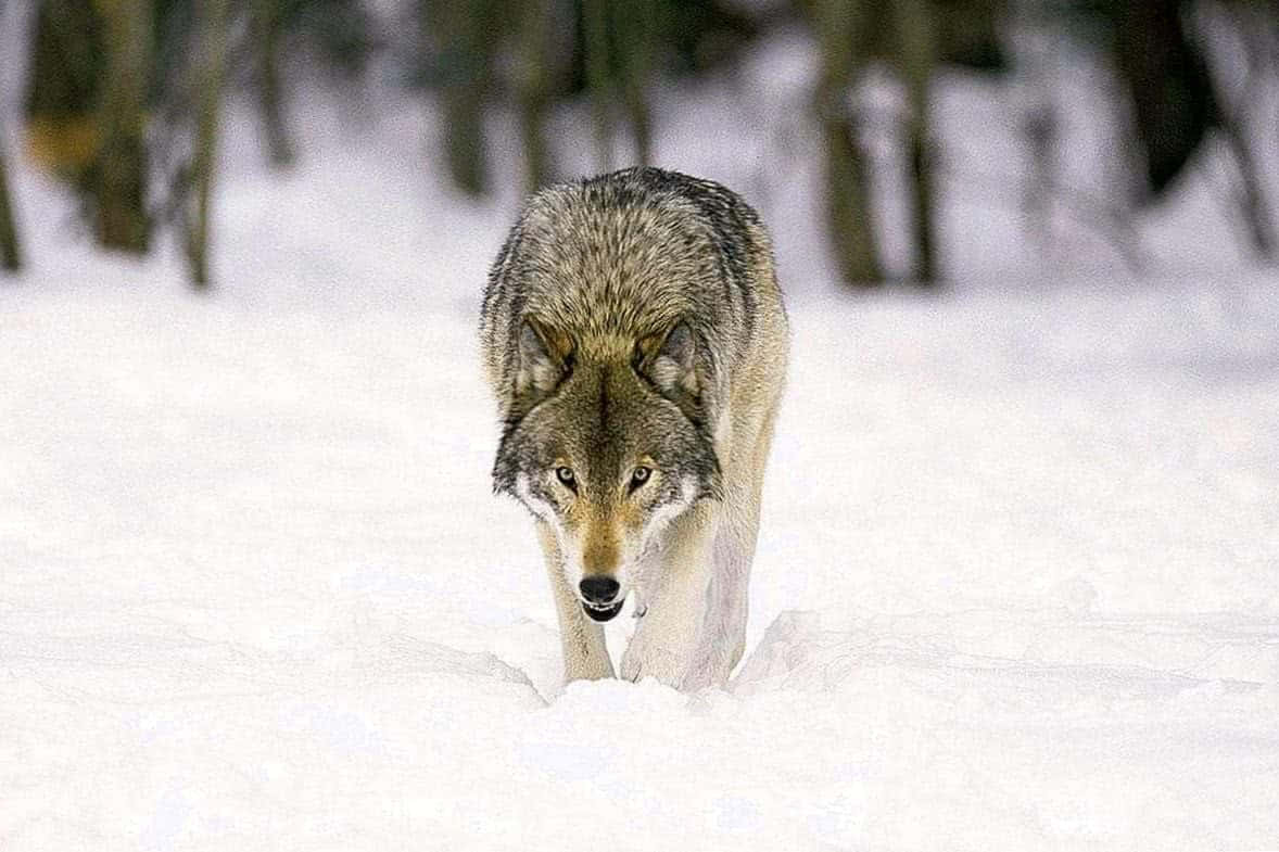 Gray Wolf 桌布 壁紙 — 一頭孤狼在冬日森林的深雪中大步前行，目光堅定地注視前方，帶著靜默的強烈。