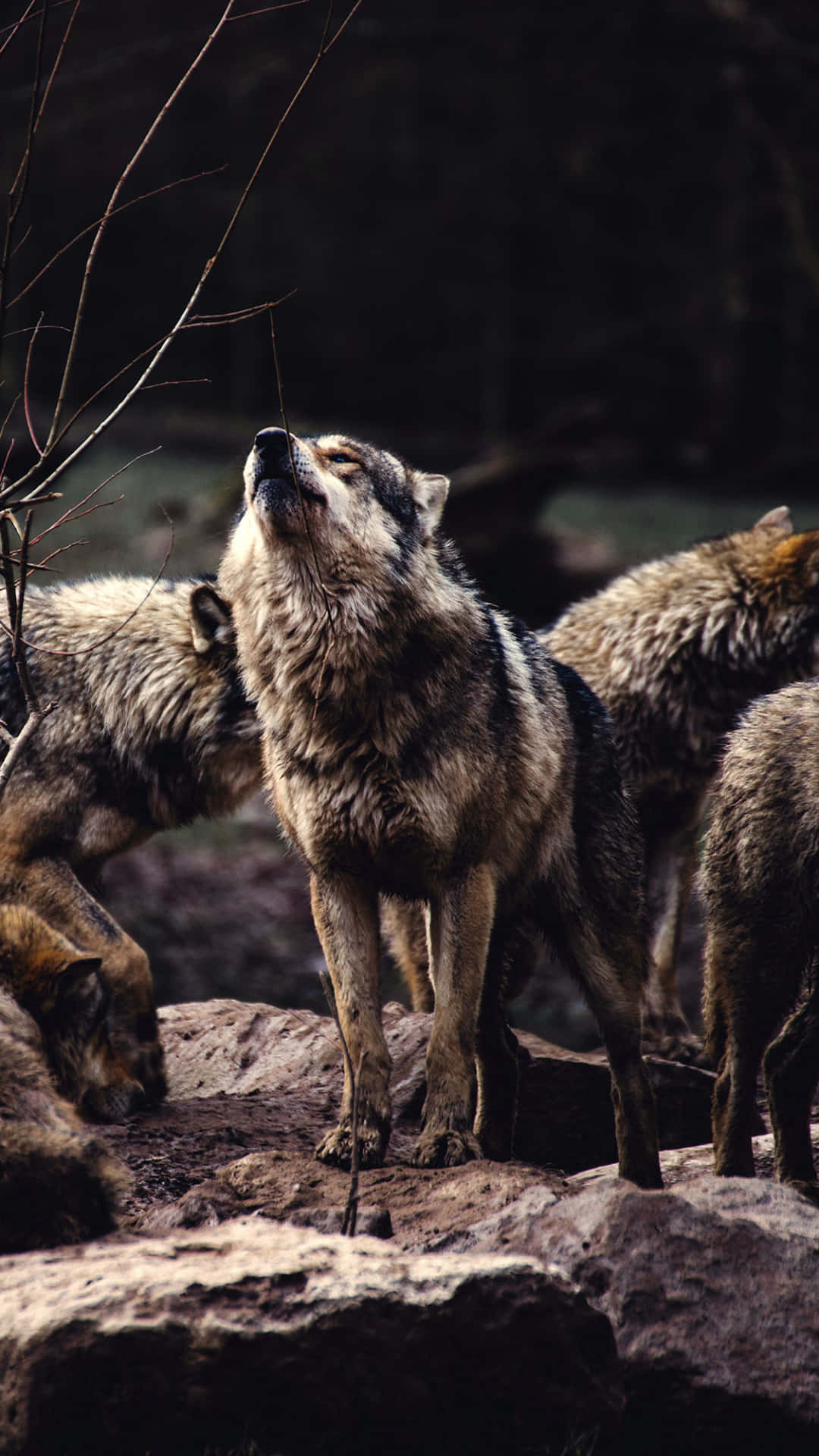 Cute Wolves 桌布 壁紙 — 一頭孤狼在岩石突出處向上嚎叫，其他狼隻則在昏暗的森林中聚集在附近。