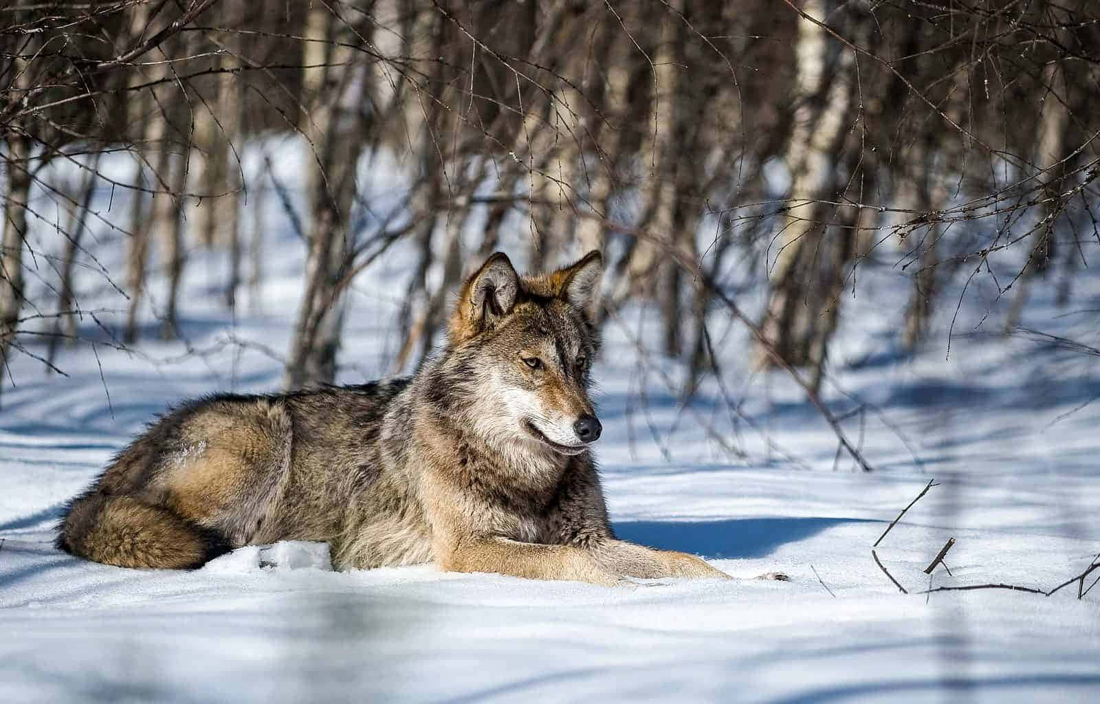 Wolf In Snow 桌布 壁紙 — 一頭孤狼在明亮的陽光下，於光禿禿的冬季樹木間的深雪中休息。
