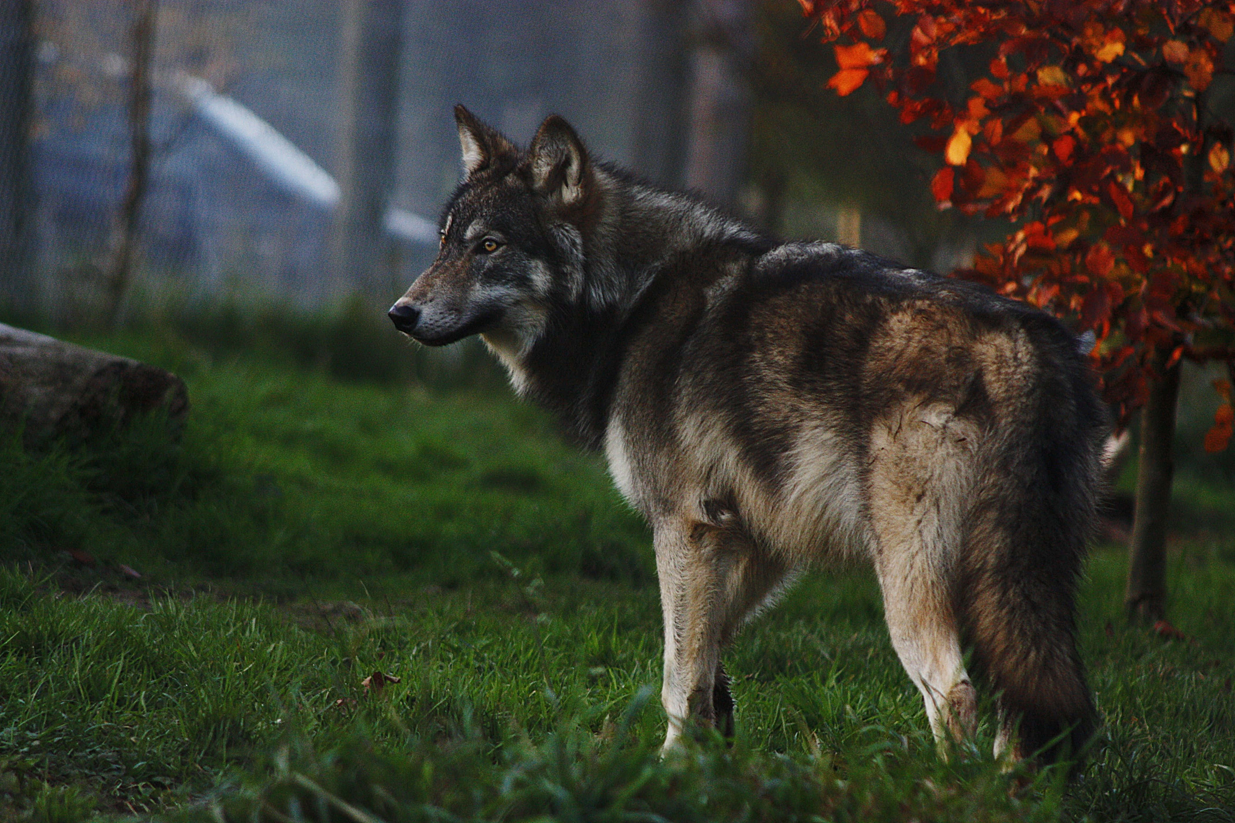 Wolf In Summer 桌布 壁紙 — 一頭孤狼在柔和的暮光下，警覺地站在一棵有著火紅橙色葉子的樹旁的草地上。