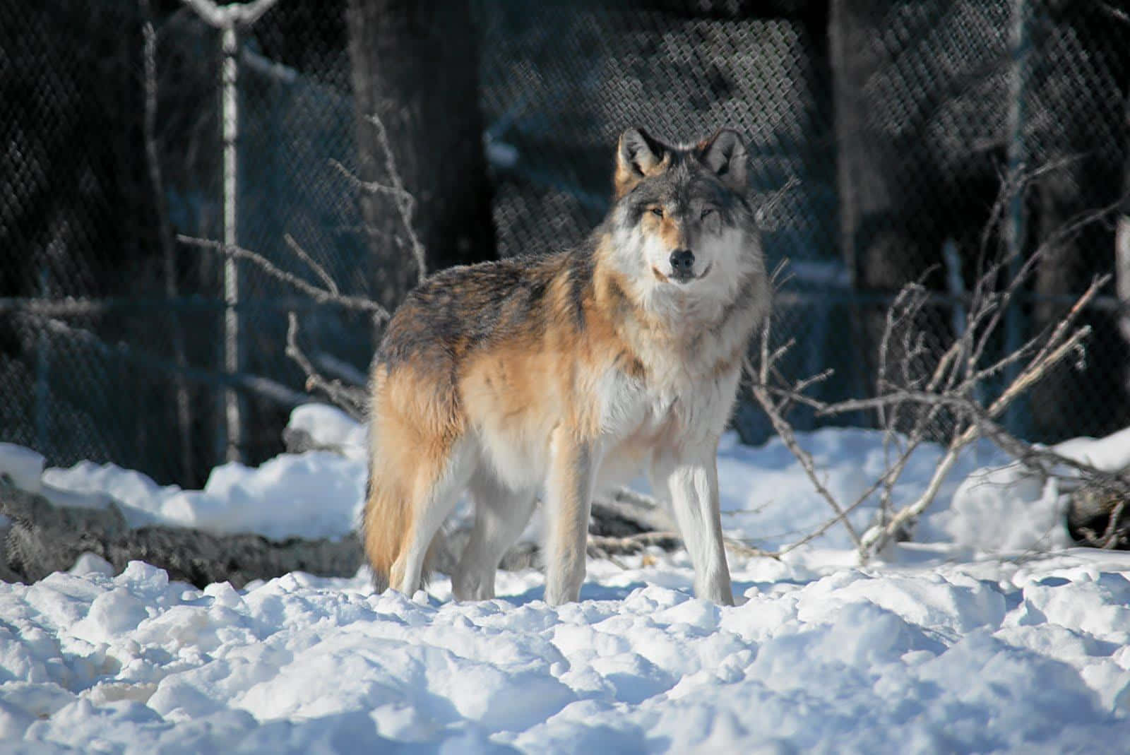 Gray Wolf 桌布 壁紙 — 一頭孤狼在深雪中警覺地站立，背後有光禿的樹枝和鐵絲網圍欄，在明亮的陽光下。