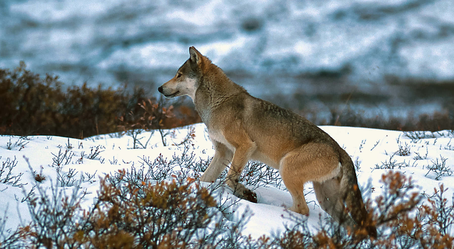 Hunting Wolves 桌布 壁紙 — 一頭孤狼在白雪覆蓋、點綴著霜凍灌木的凍原上，於多雲的天空下警覺地站立。