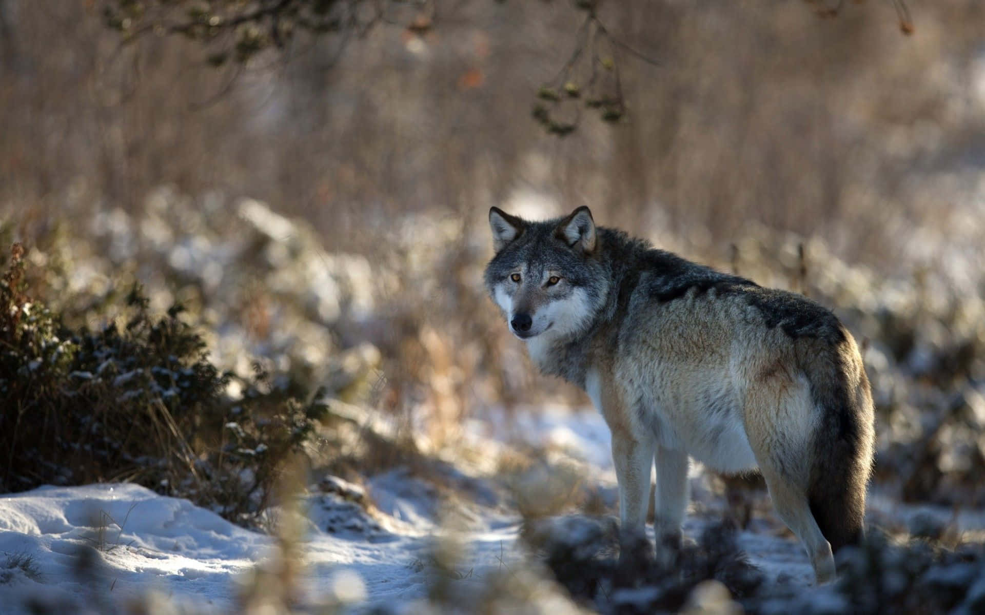 Wolf In Winter 桌布 壁紙 — 一頭孤狼在白雪覆蓋的冬季景觀中保持警覺，金色陽光穿過光禿的樹枝灑落。
