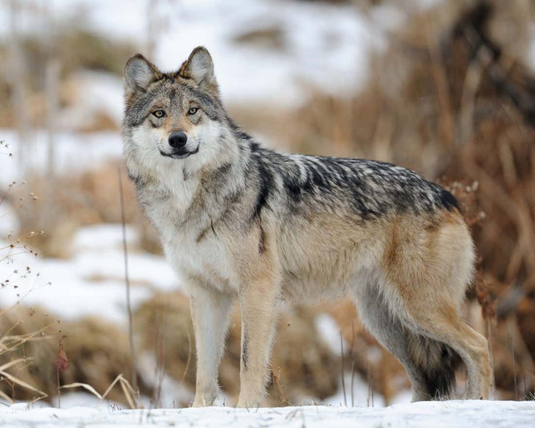 Mexican Wolf 桌布 壁紙 — 一頭孤狼在雪地中警覺地站立，身後有乾草，在柔和日光下。