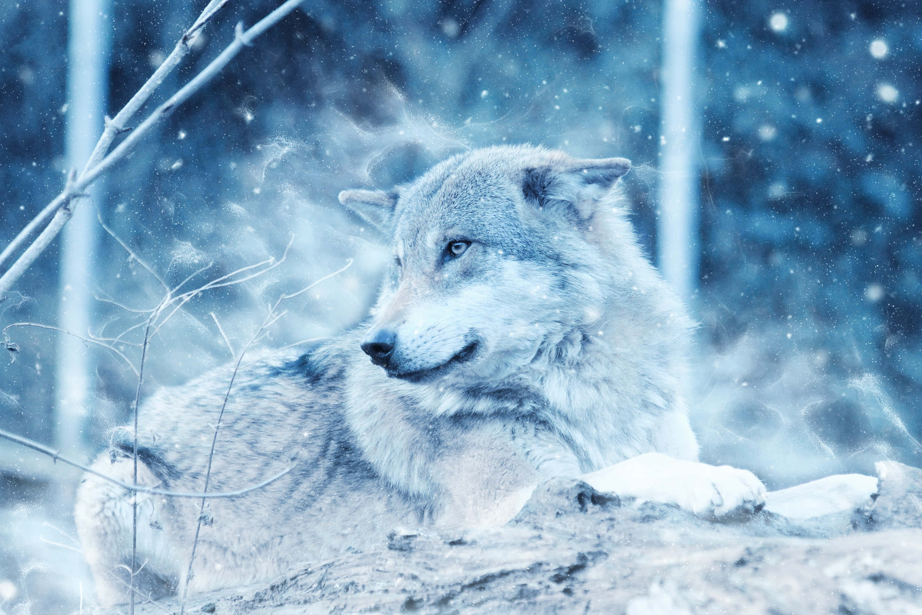 Wolf In Winter 桌布 壁紙 — 一頭孤狼在雪地森林中休息，毛皮上沾滿霜雪，雪花在牠周圍飄落，構成寧靜的冬日場景。