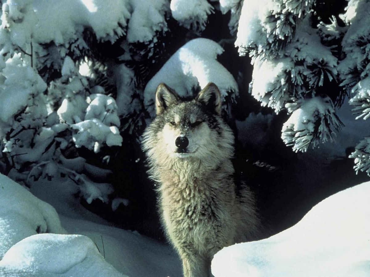 Wolf Photography 桌布 壁紙 — 一頭孤狼在雪林中警覺地站著，四周是掛滿積雪的常綠樹枝，在明亮的日光下。