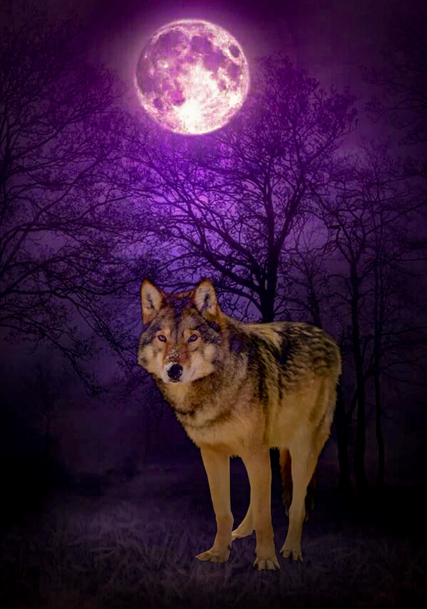 Wolf In Moonlight 桌布 壁紙 — 一頭孤狼在霧氣瀰漫的夜間森林中，於發光的紫色滿月下，在光禿禿的樹木間警覺地站立。