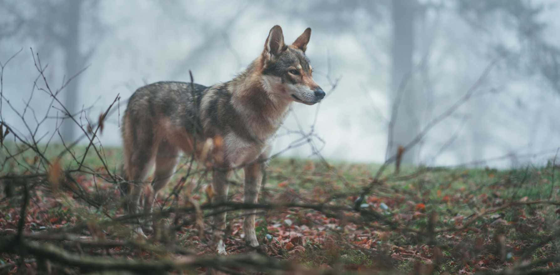 wolfdog 桌布 壁紙 — 一頭孤狼在霧氣瀰漫的森林中警覺地站立，周圍是落葉和光禿的樹枝。