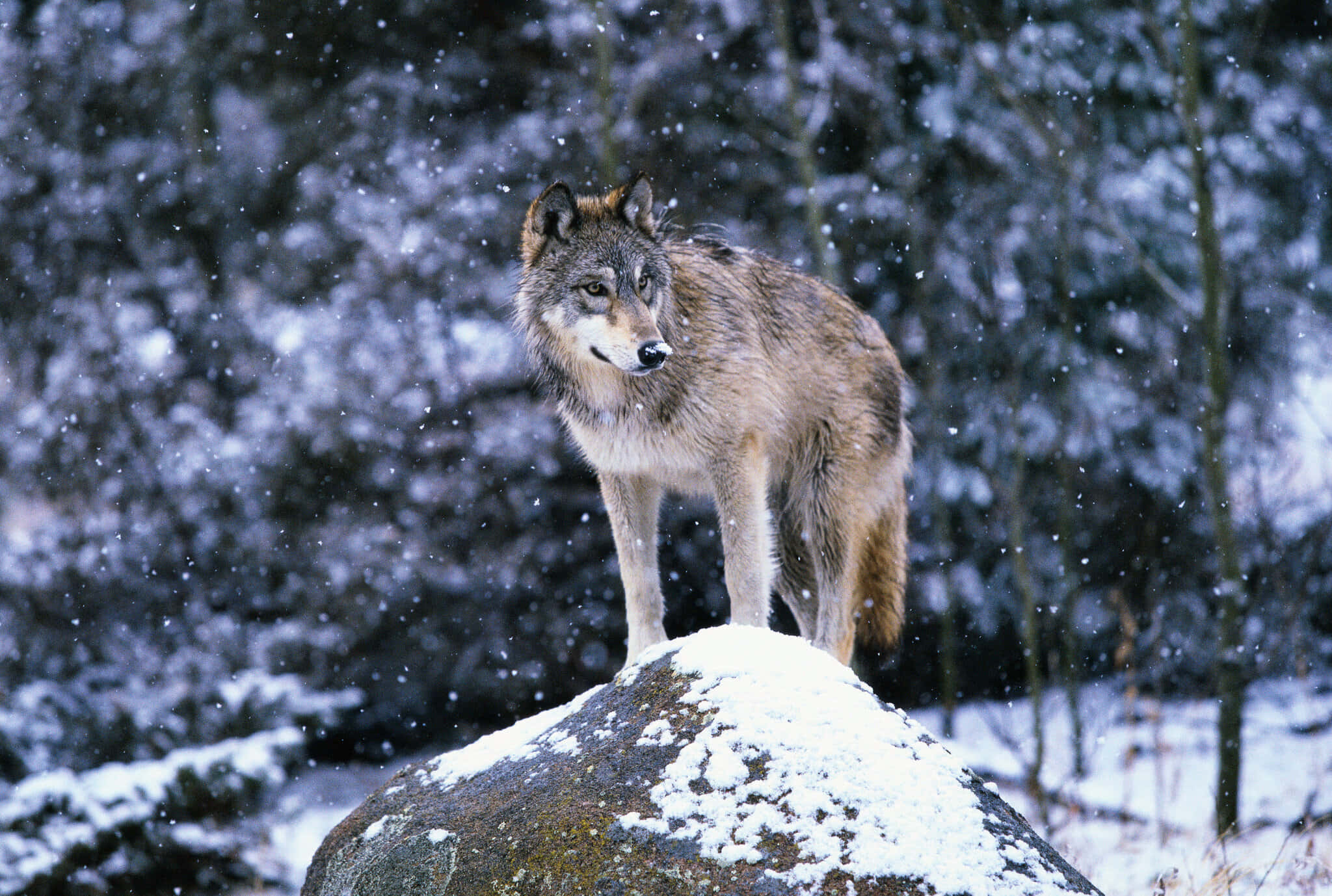 Wolf In Snow 桌布 壁紙 — 一頭孤狼在飄雪和深色常青樹之間，警覺地站在灑滿雪霜的岩石上。