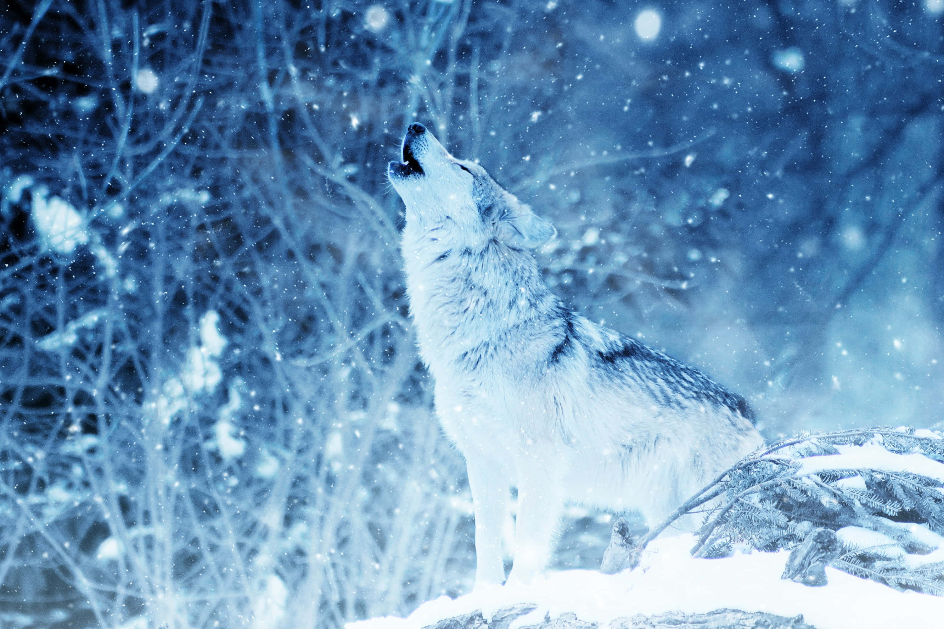 Arctic Wolf 桌布 壁紙 — 一頭孤狼對著飄雪、樹木光禿的冬日雪景背景向上嚎叫。