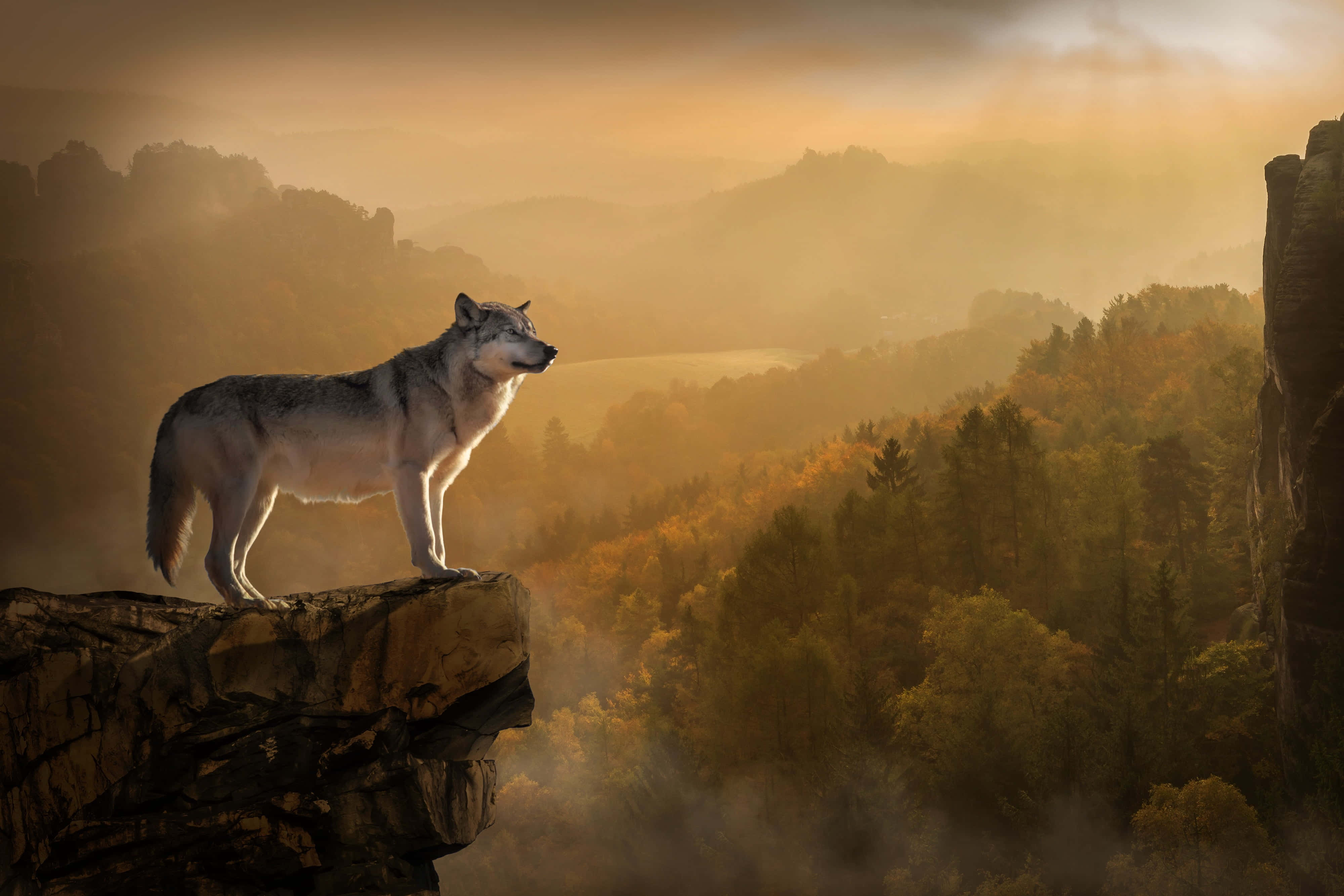 Wolf In Summer 桌布 壁紙 — 一頭孤狼站在霧氣籠罩的懸崖上，俯瞰著沐浴在溫暖日出光線中的金色秋林。